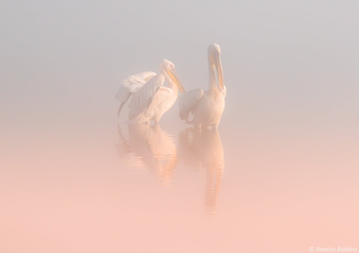 пеликаны,белые пеликаны,ангелы,птицы,животные,утро,туман,минимализм,умиротворение,природа, Наталья Рублина