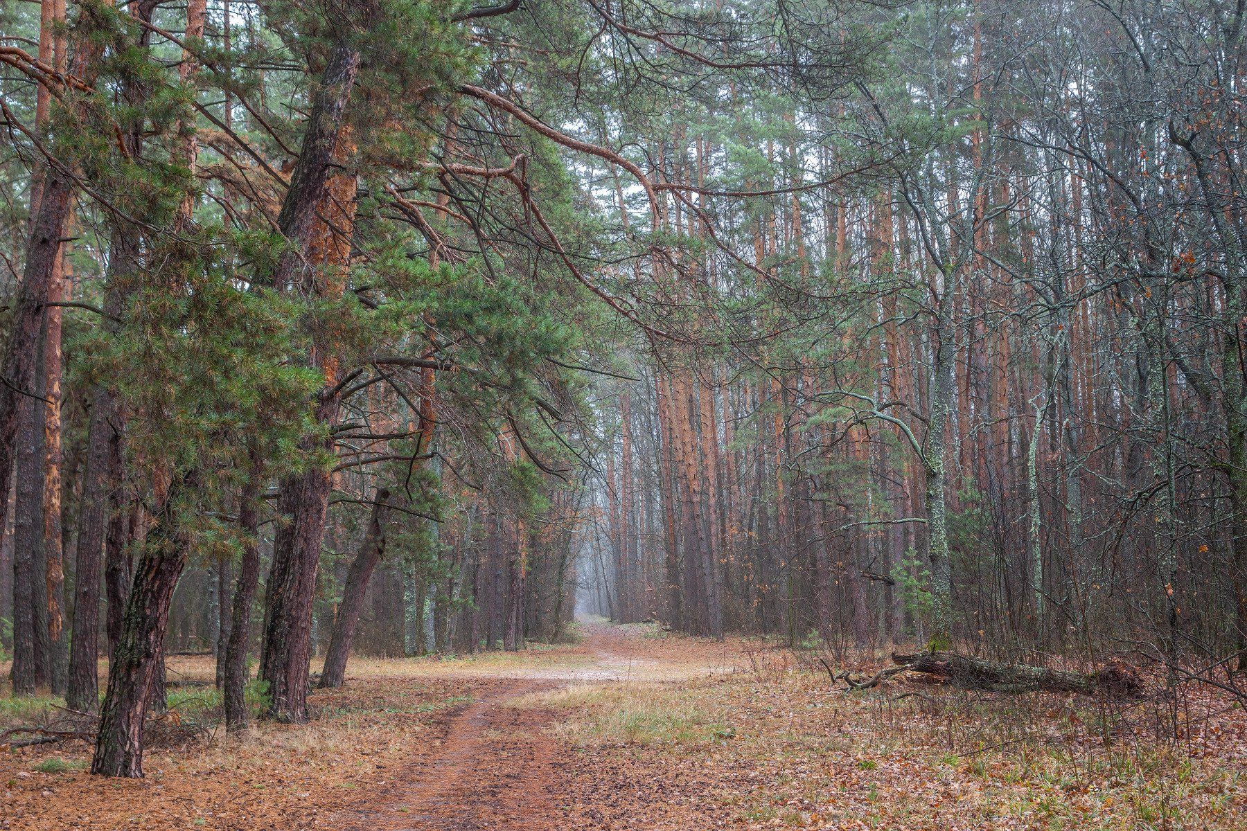 туман, сосны, осень, лес, заповедник, дорога, Руслан Востриков