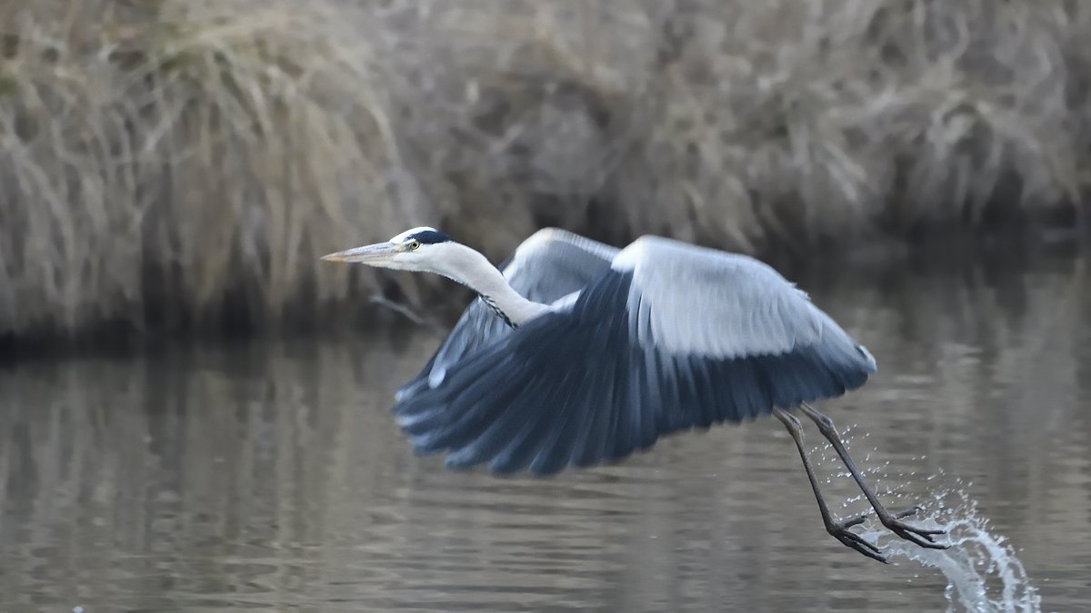 птицы birds slovakia, Jaroslav Mego