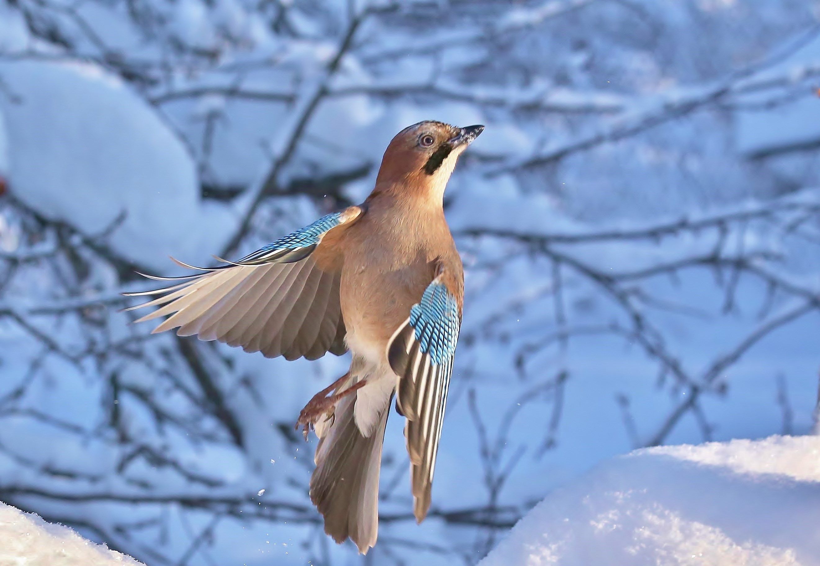 природа , птицы , сойка , зима, Андрей Головнев