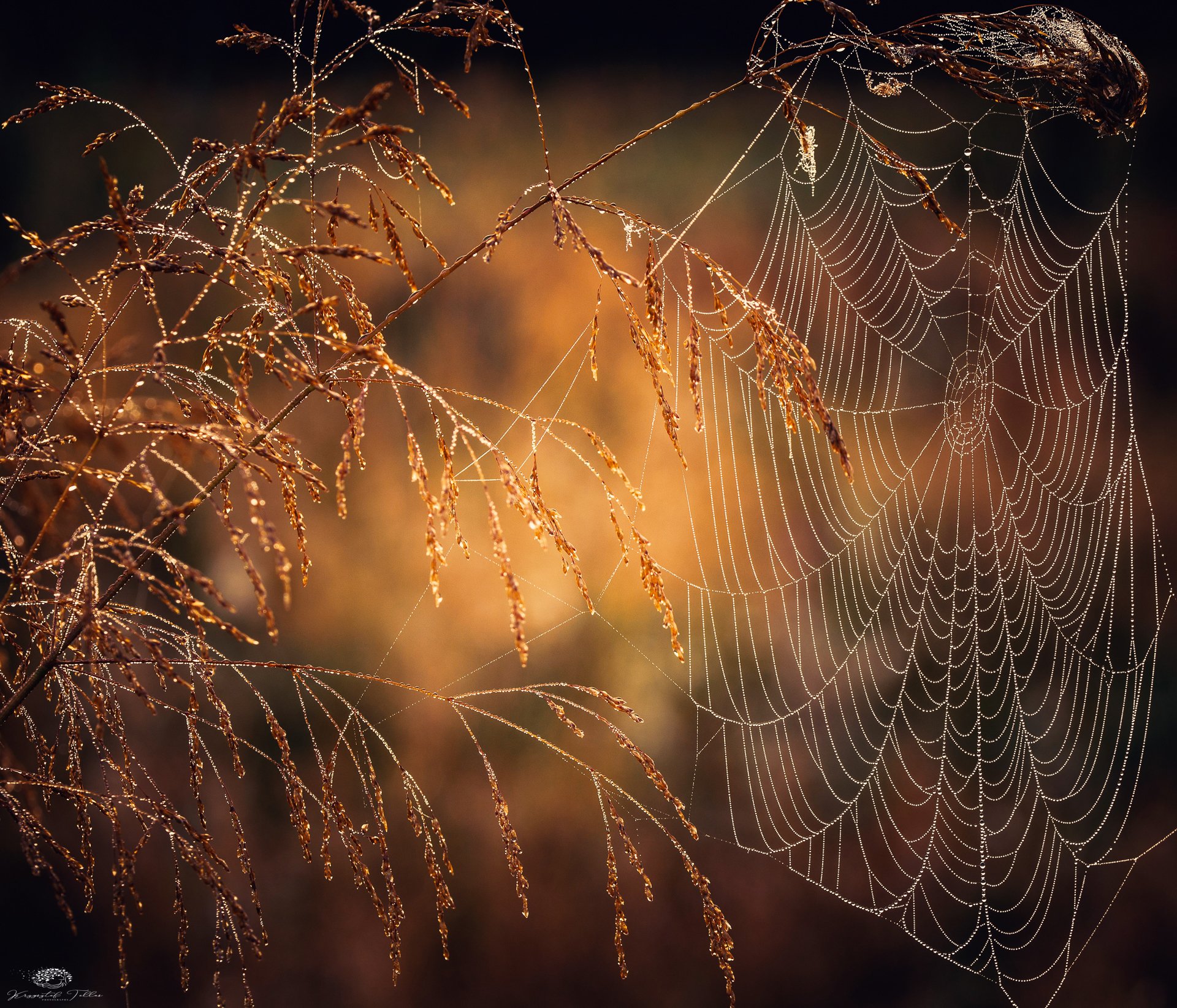 nature, , spider, web, , spider, , light, , dawn, , nikon, , cobweb, Krzysztof Tollas