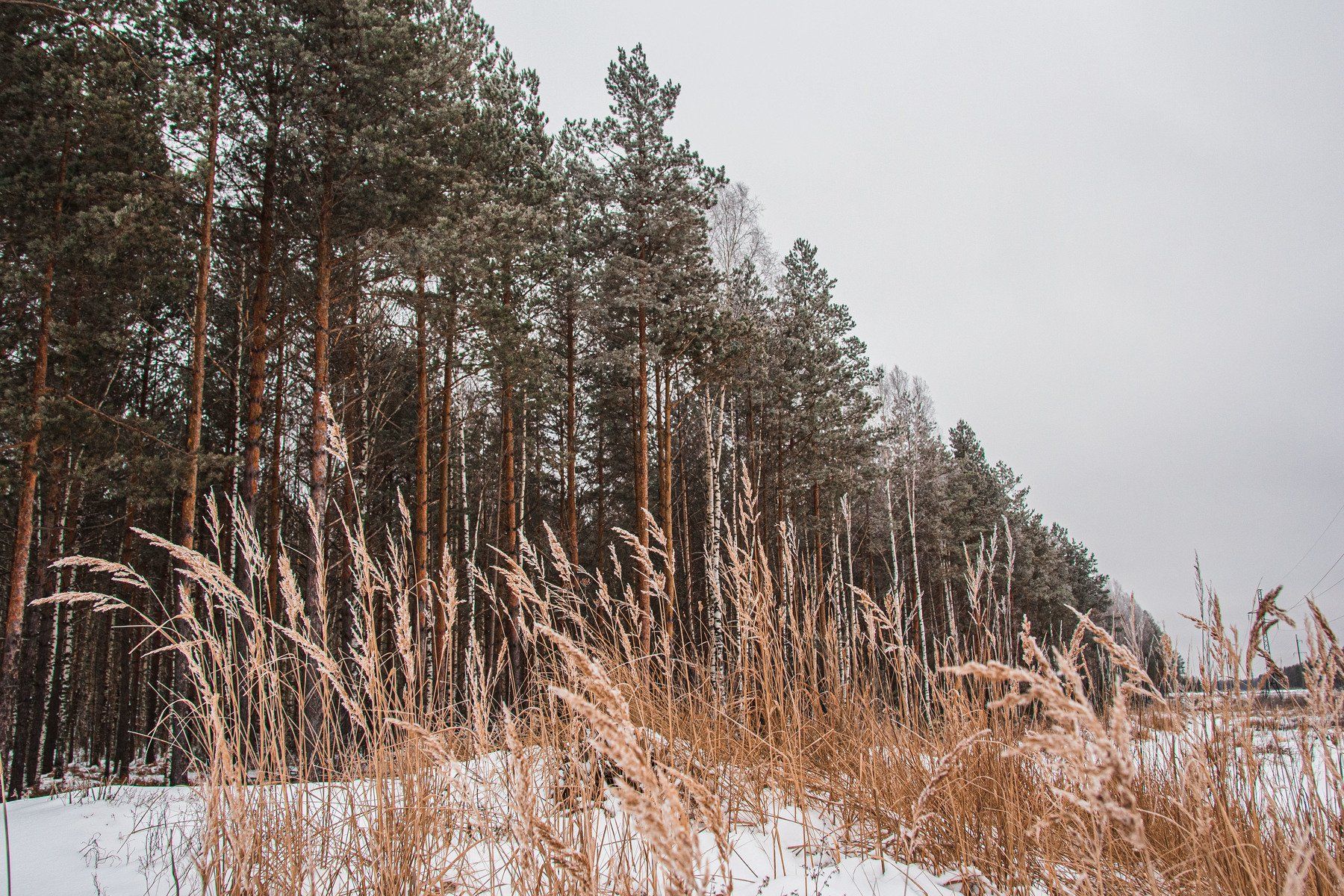 пейзаж, кулебаки, landscape, winter, зима, снег, snow, forest, сосны, pine trees, Владимир Васильев