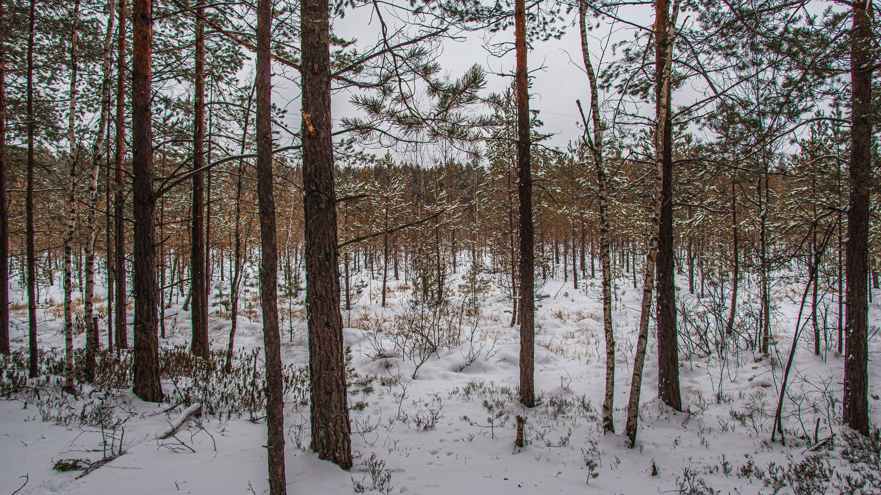 пейзаж, кулебаки, landscape, winter, зима, снег, snow, forest, сосны, pine trees, Владимир Васильев