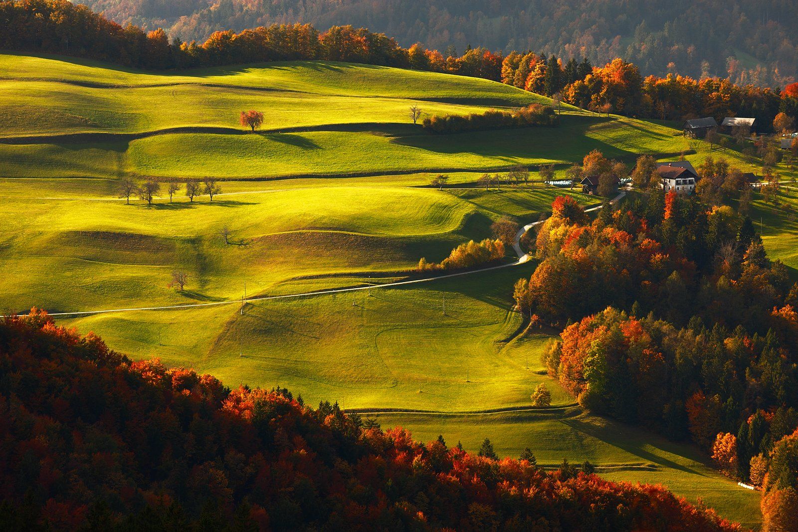 autumn, october, evening, sunset, meadow, tree, color, road, light, shadow, forest,, Jacek Lisiewicz