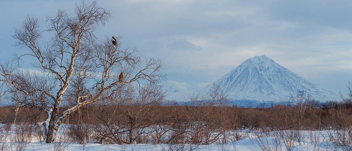 камчатка, орел, природа, путешествие, фототур, пейзаж, зима, Денис Будьков