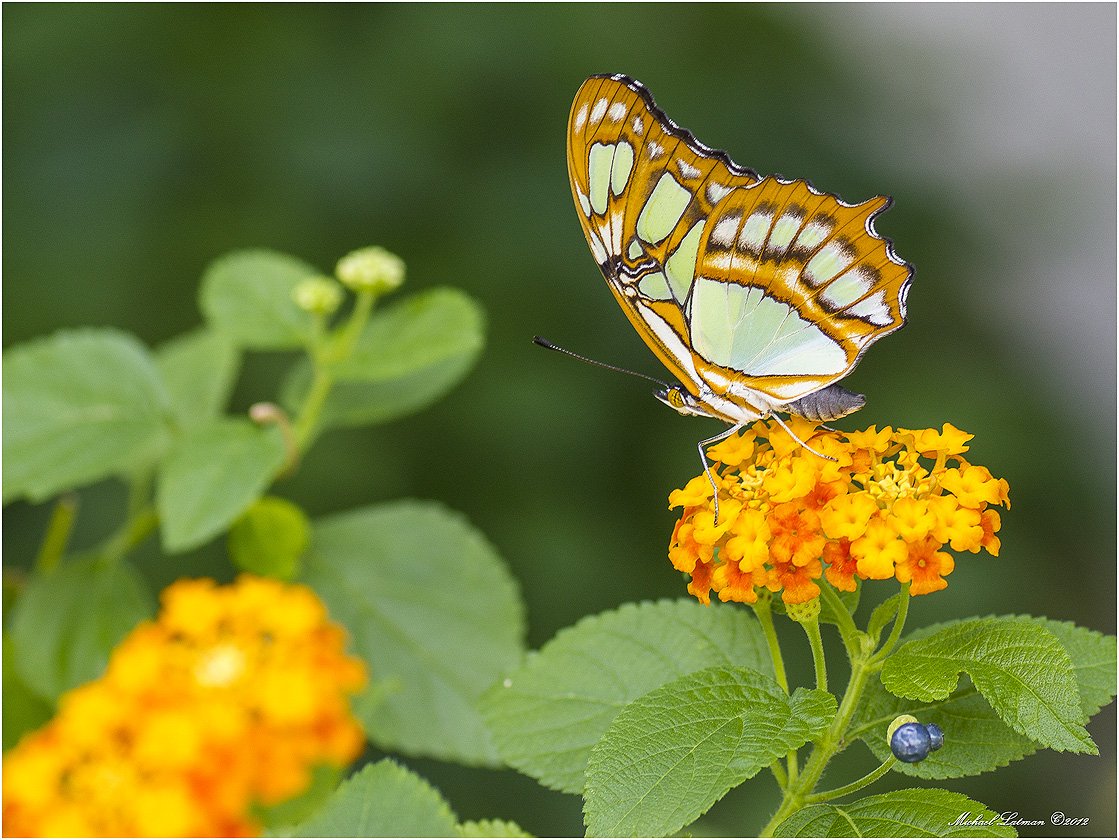 бабочка,цветок.лето,осень,хокку, Michael Latman