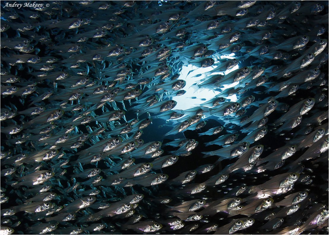 красное море, стеклянные рыбки, Андрей Макеев