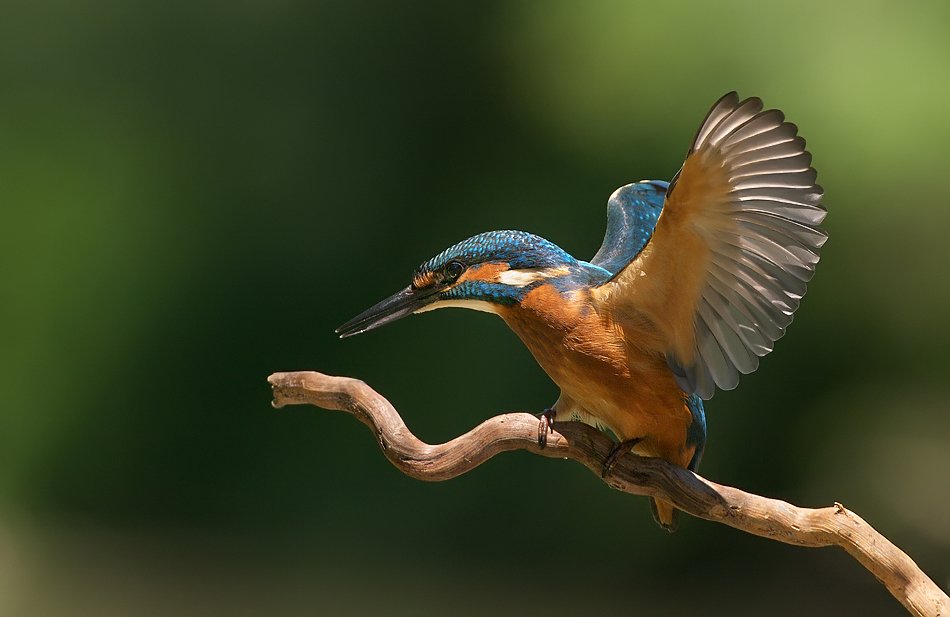 зимородок, kingfisher, alcedo atthis, земеродно рибарче, Евгени Стефанов