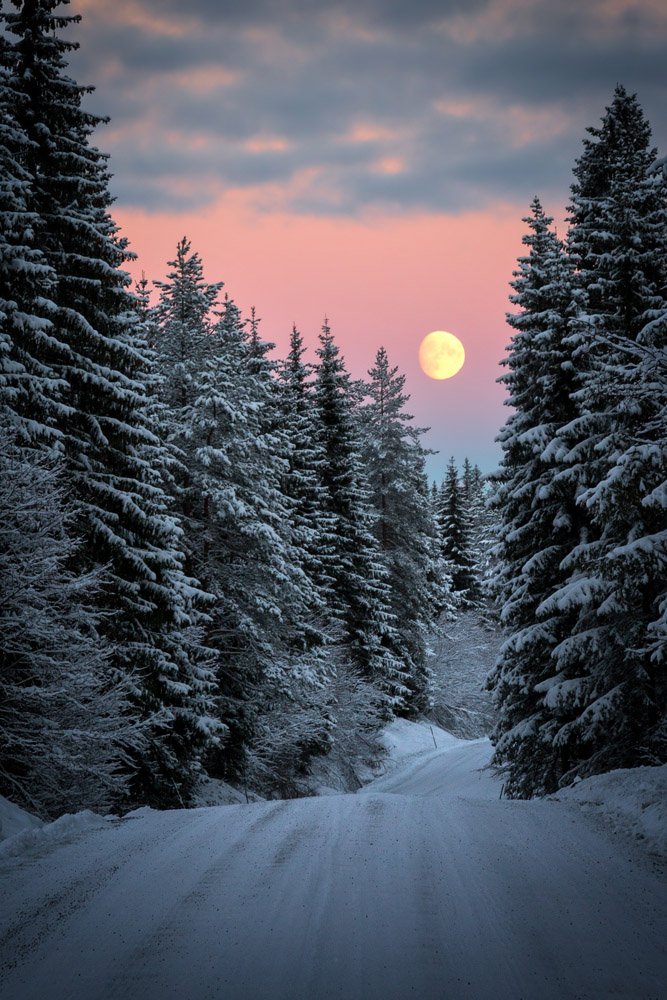winter,forest,moon,moonrise,woodland,woods,norway,norwegian,north,snow,, Adrian Szatewicz