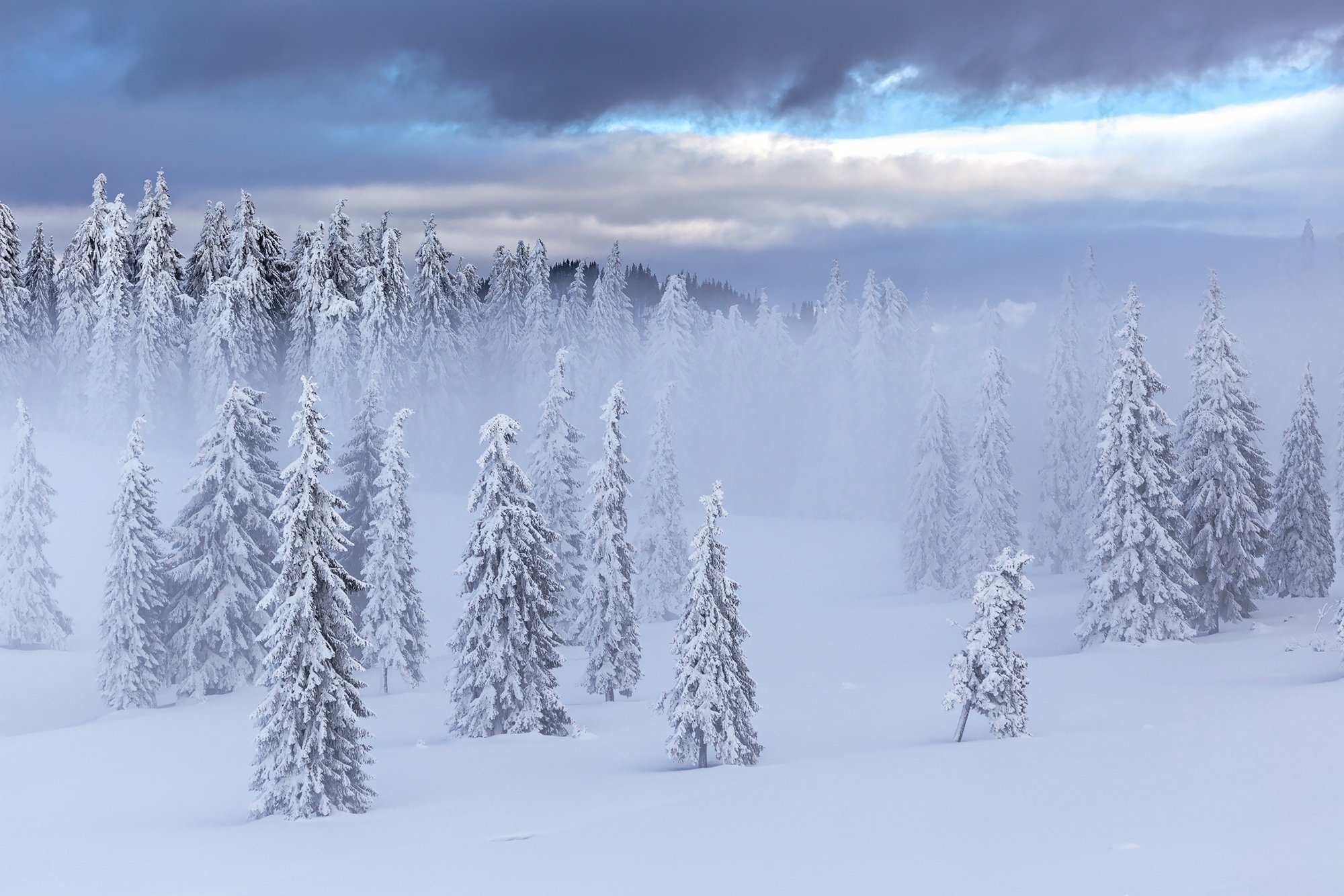 winter, trees, blizzard, snow, landscape, travel, nature, mountain, romania, cold, fog, Lazar Ioan Ovidiu
