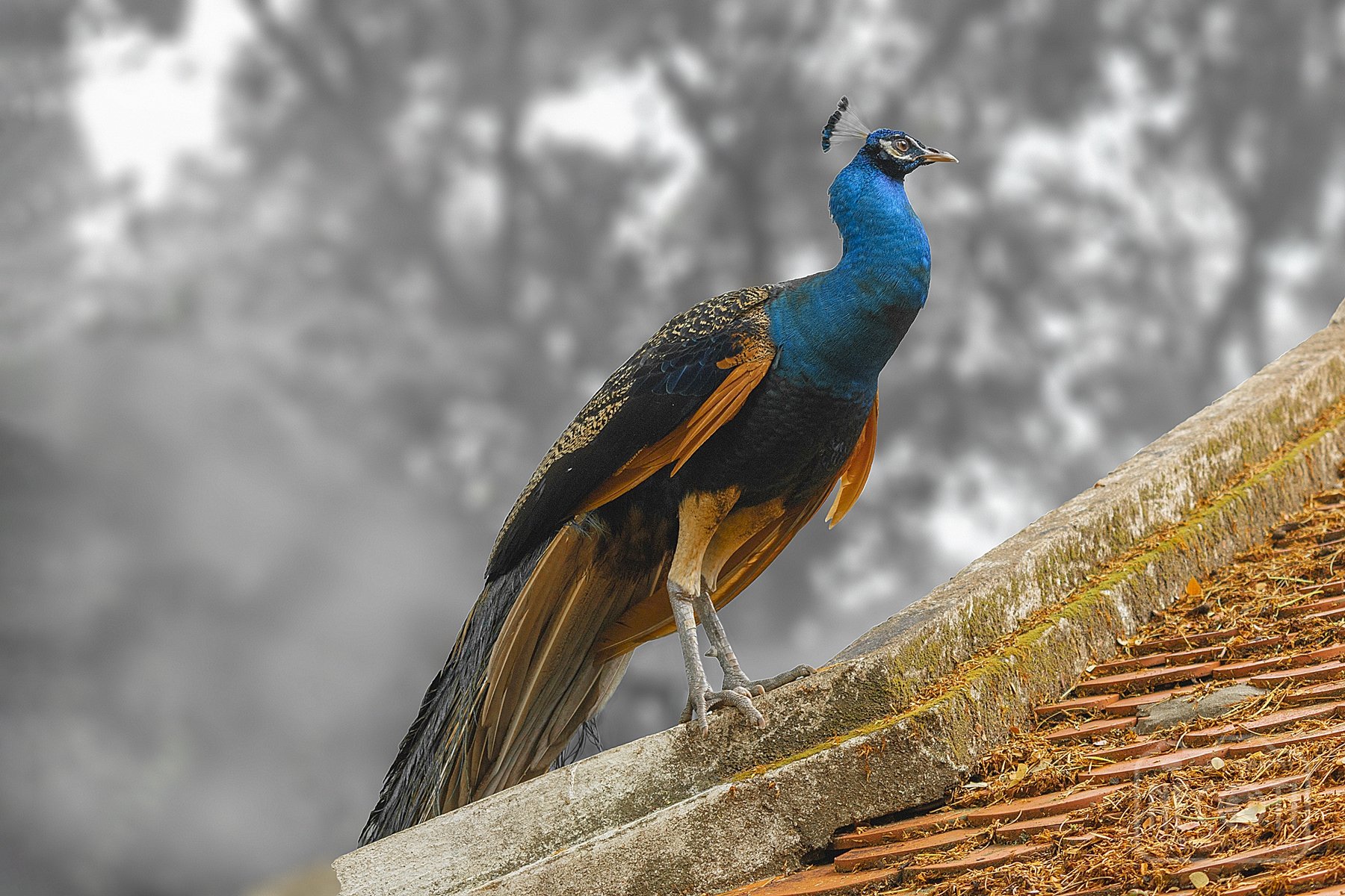 beauty, beautiful, peacock, bird, color, close up, garden, park, outdoor, nature, natural, fly, animal, big, long, NeCoTi ChonTin