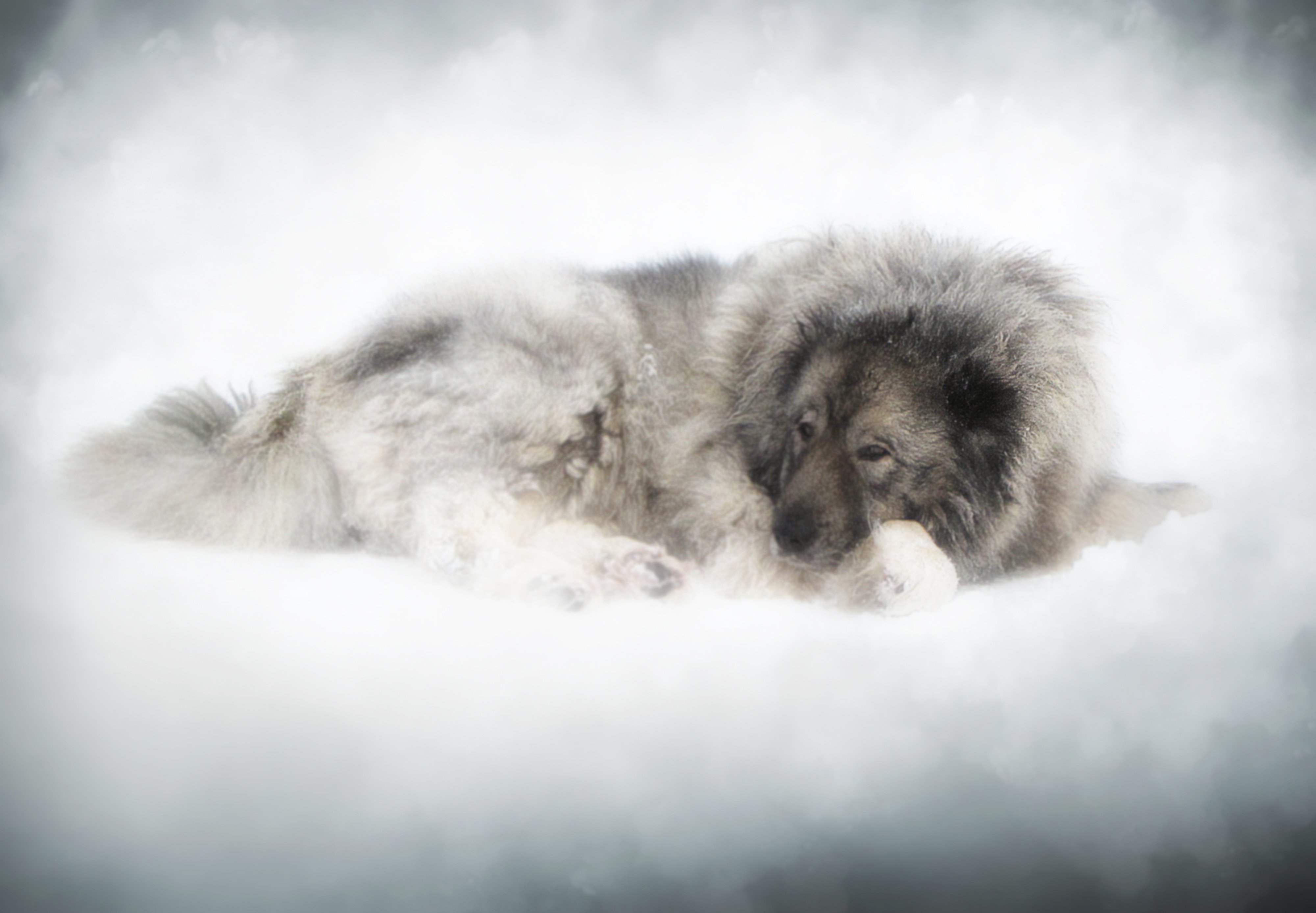 mist,day, country, countryside, outdoor, winter,tree,road,snow,animal, dog,, DZINTRA REGINA JANSONE