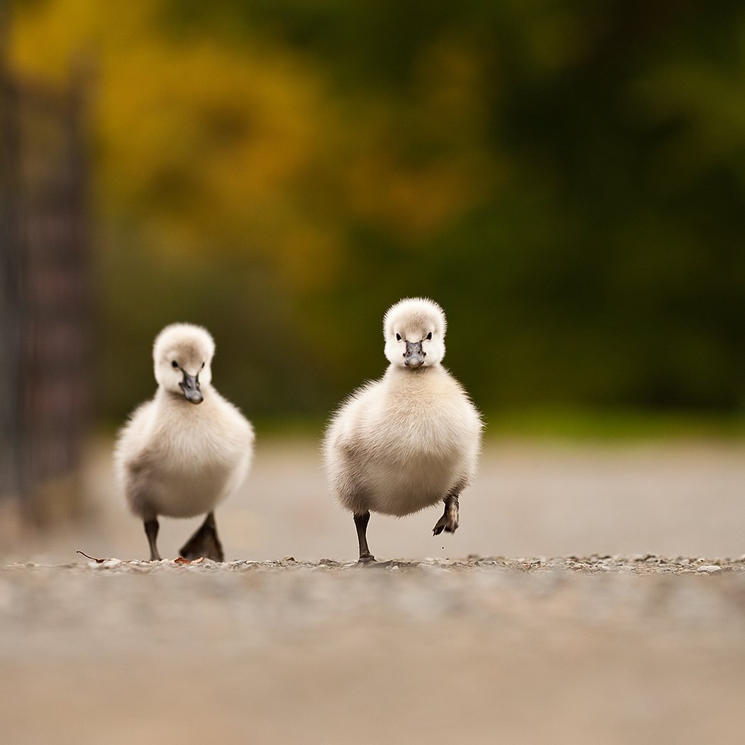 , Robert Adamec