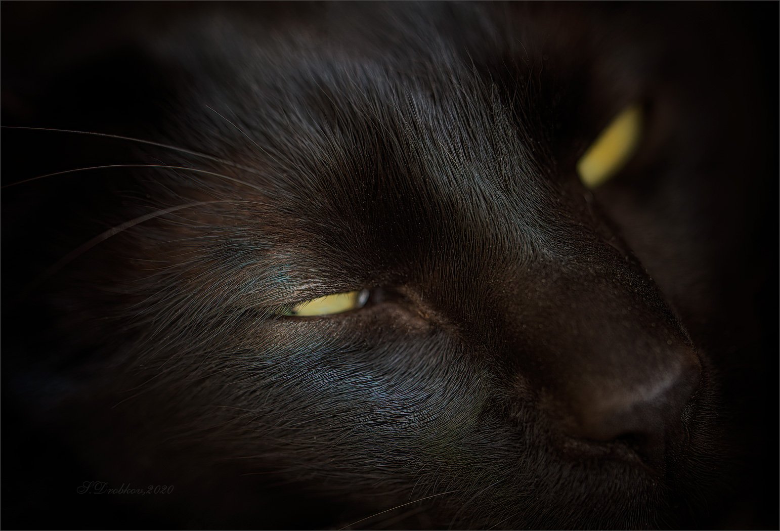 кошки, животные, портрет, чёрный кот, Sergey Drobkov