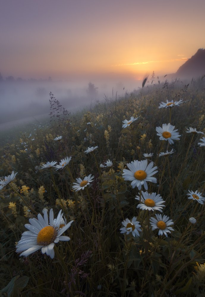 nature, morning, mist, fog, sun, sunrise, flowers, spring, Lyuboslav