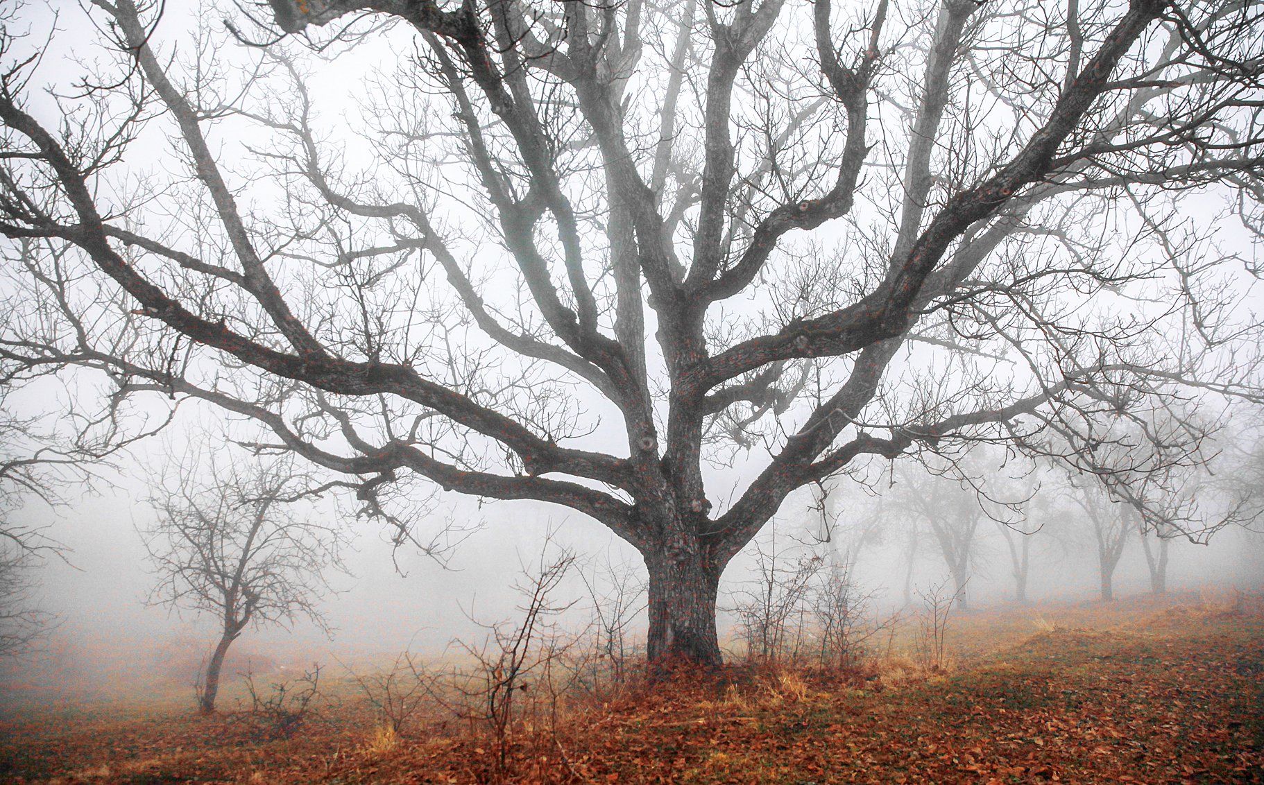 орех,дерево,старое дерево,туман,деревья,дагестан,, Marat Magov