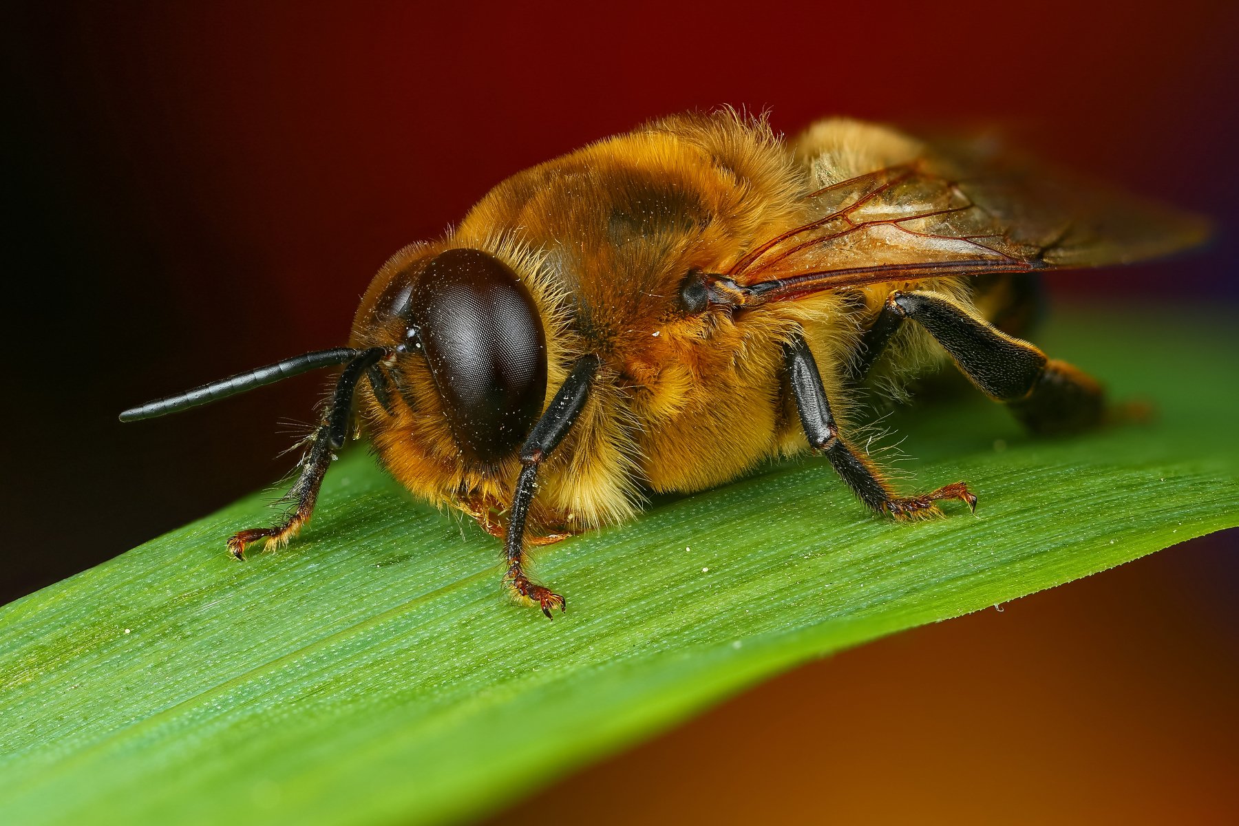 пчела макро природа усы цвет зеленый растение, Андрей Шаповалов