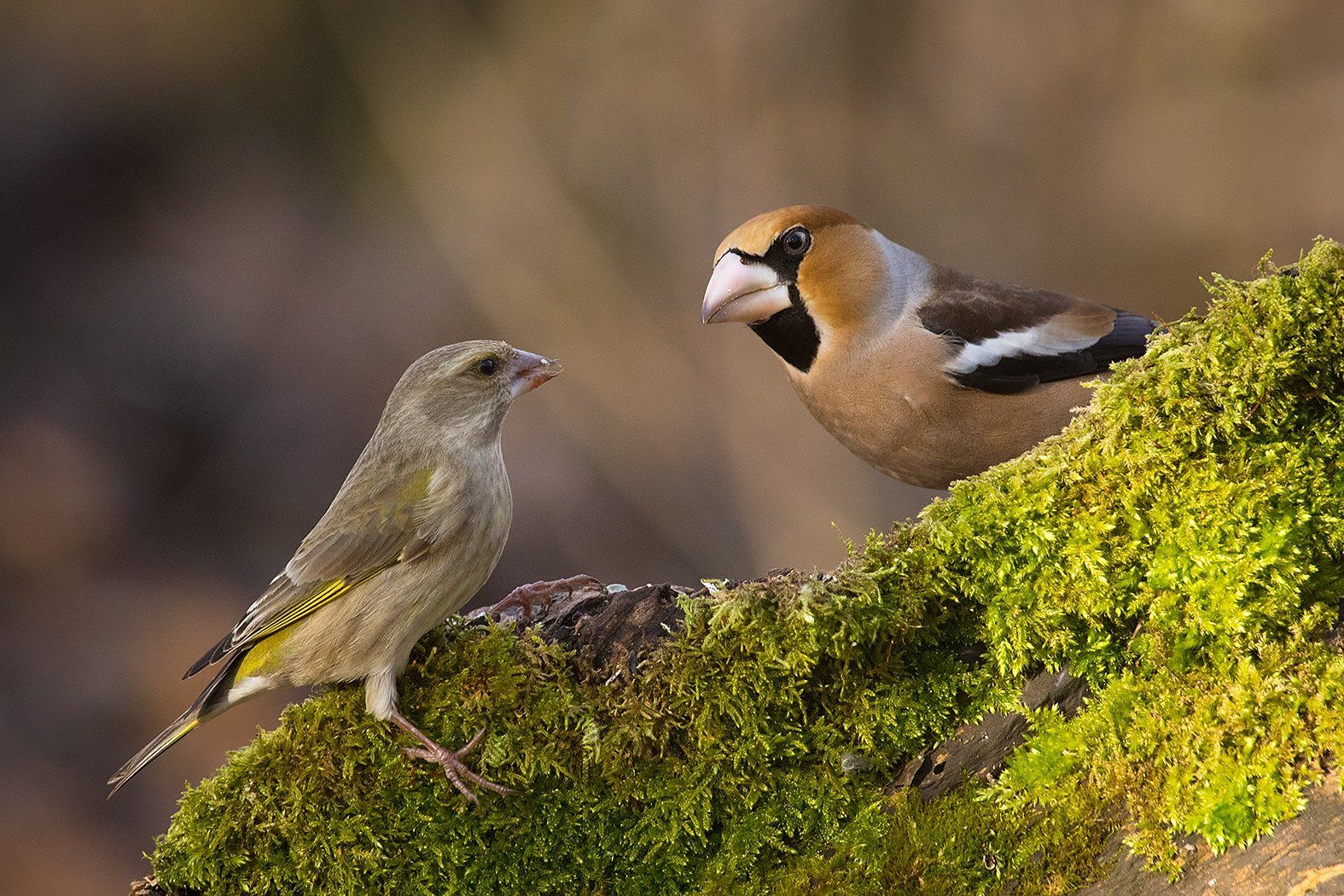 , Robert Adamec