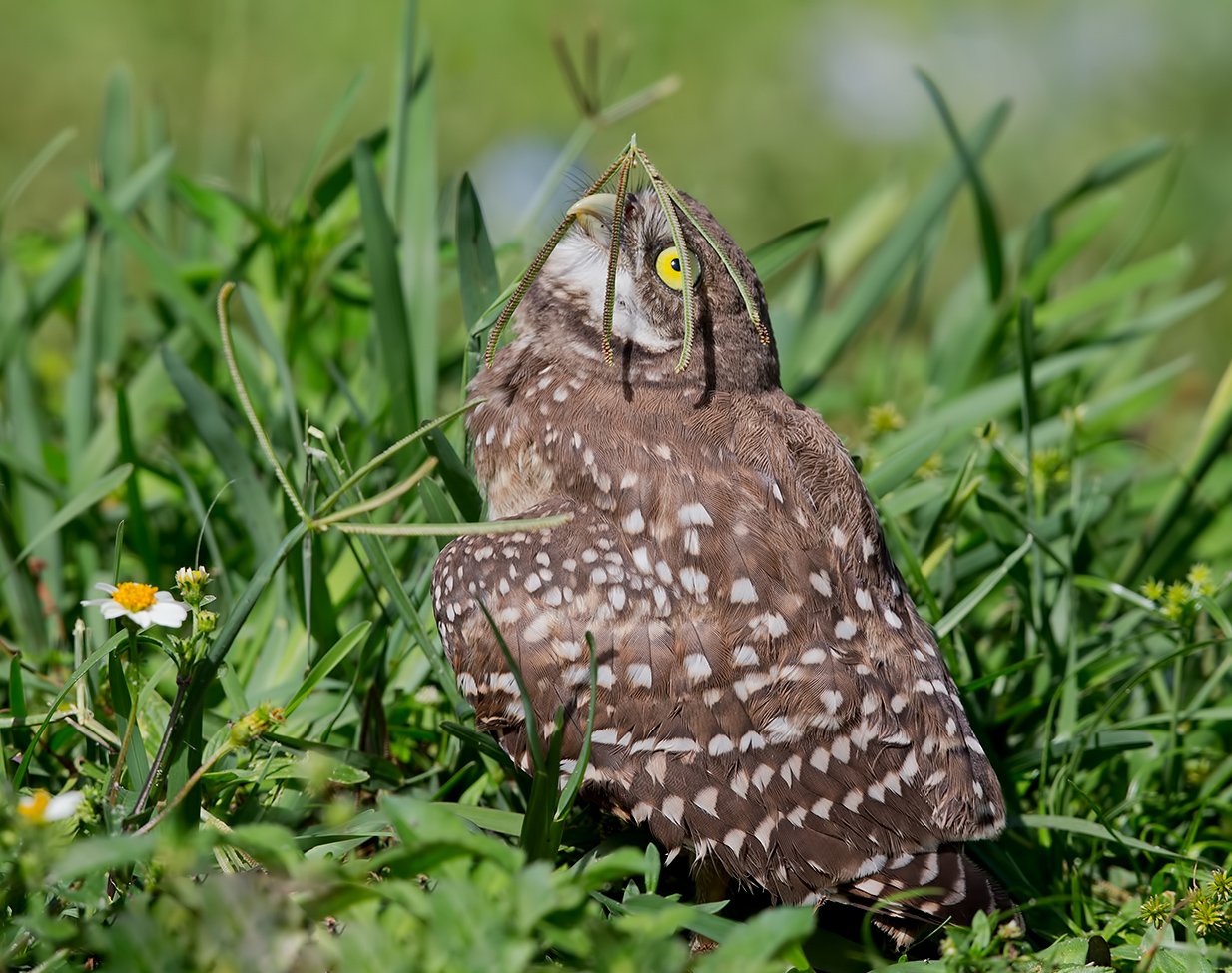 кроличий сыч, florida,burrowing owl, owl, флорида,сыч, Elizabeth Etkind