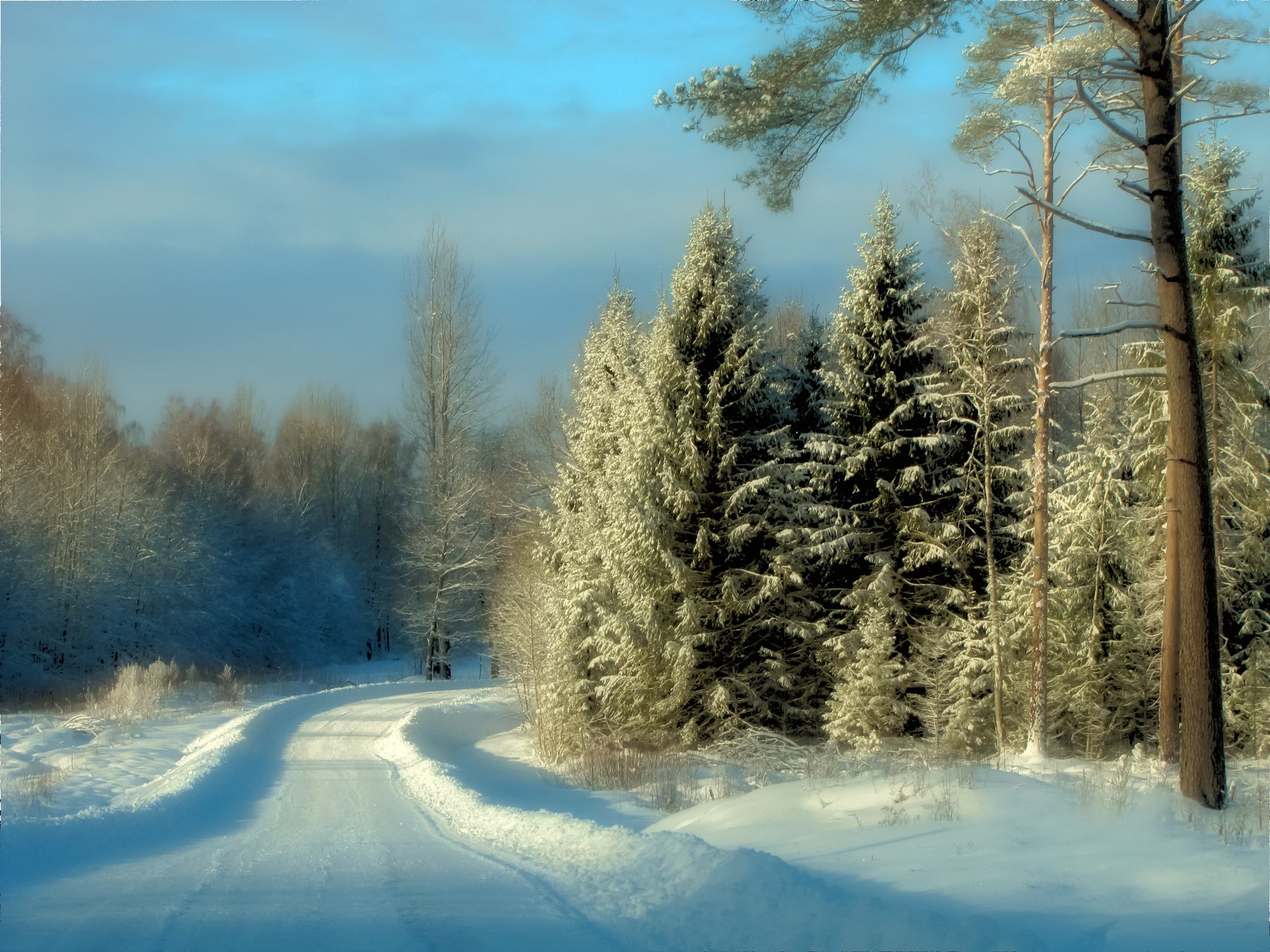 winter, day, foret, road, snow, spruces, trees, sun, blue, beautiful, , DZINTRA REGINA JANSONE