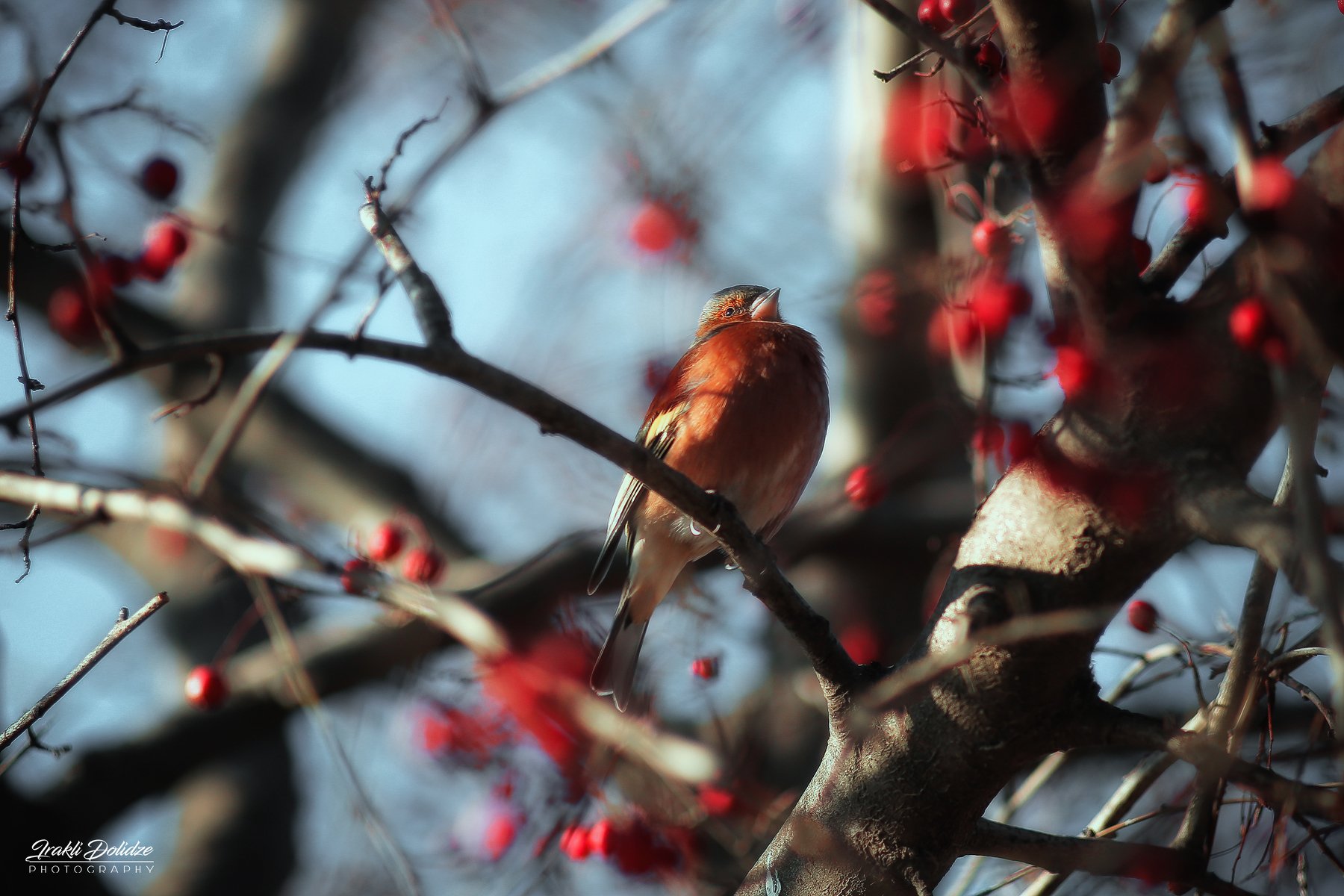 bird, animal, outdoor, nature, colors, bokeh, canon, photography, ირაკლი დოლიძე