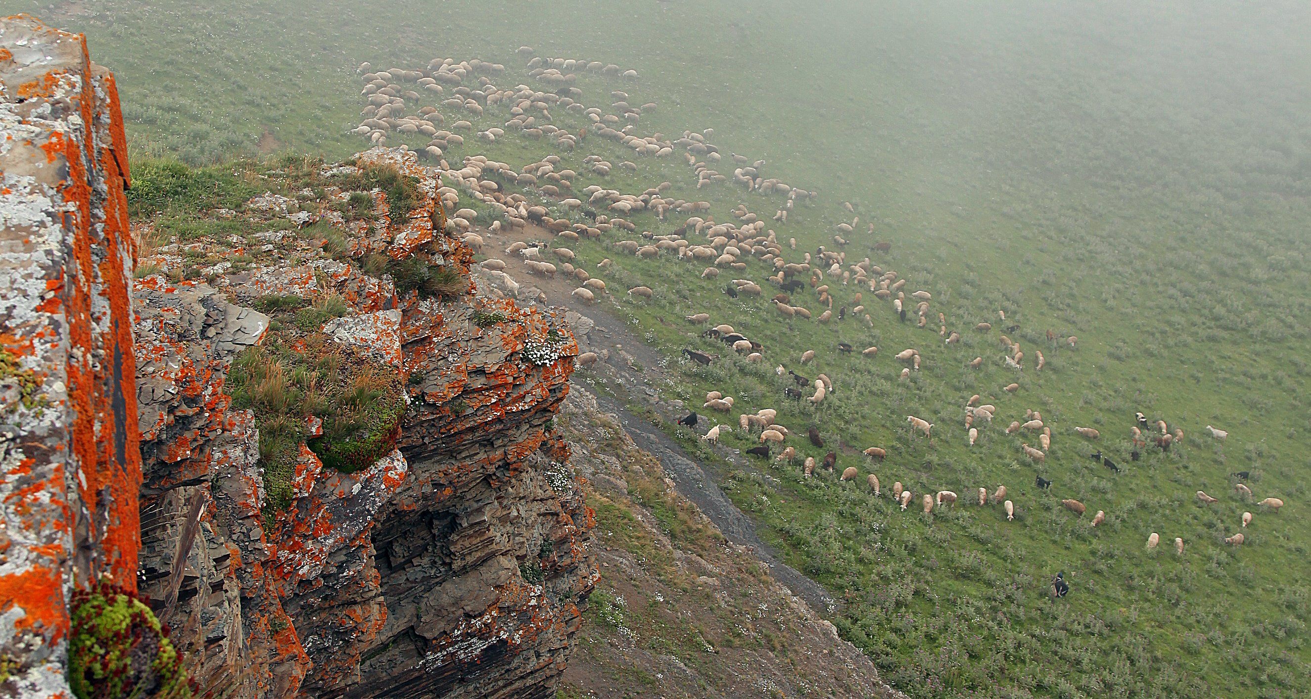 горы,луга,овцы,животные,пастух,бараны,пастбище,, Marat Magov
