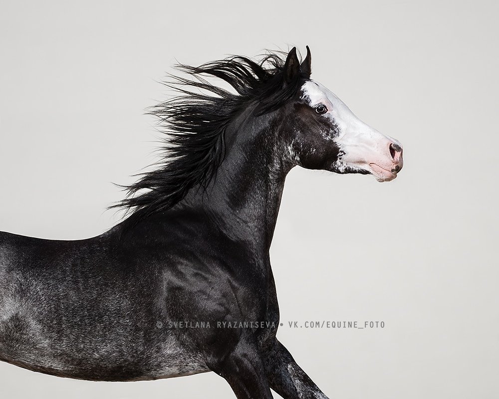 horse, лошадь, лошади, животные, animal, Svetlana Ryazantseva