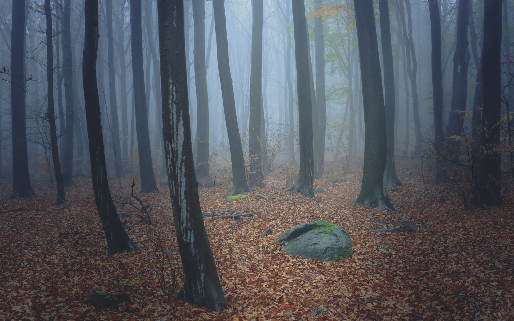 forest, rain, green, trees, autumn, fog, misty, Tomasz Myśliński