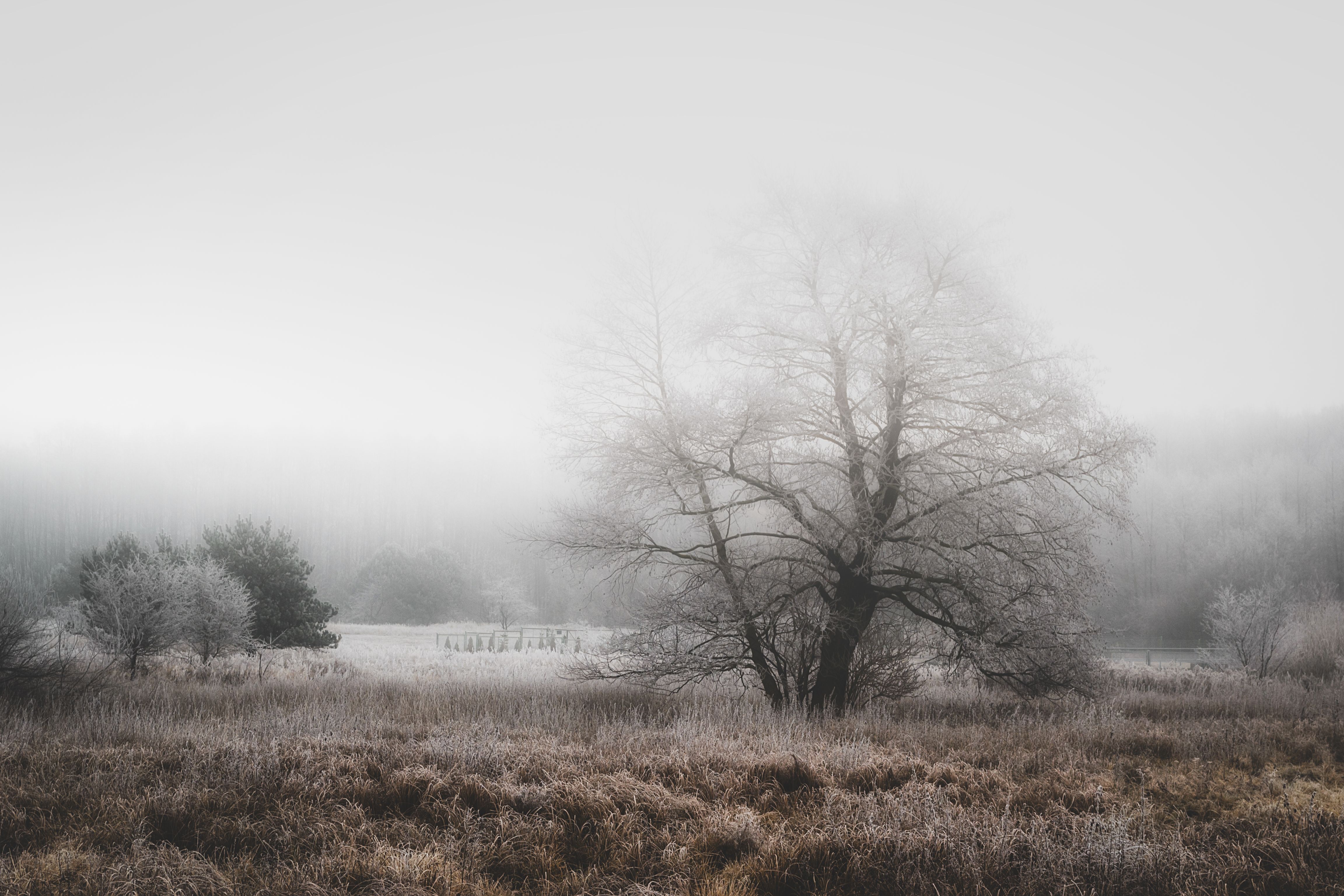 tree,nature,winter,sky,landscape,nikon,morning,fog,mist, ground frost, Krzysztof Tollas