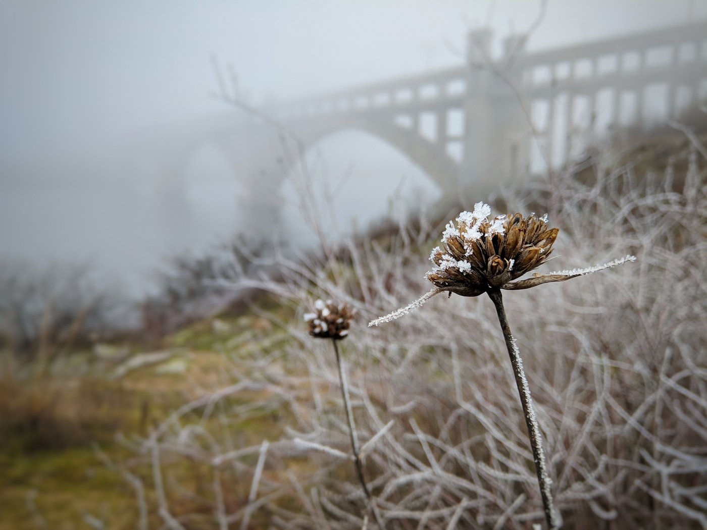 туман,мост,пейзаж,landscape,зима,иней,изморозь,январь,хортица, Сергей Богачёв
