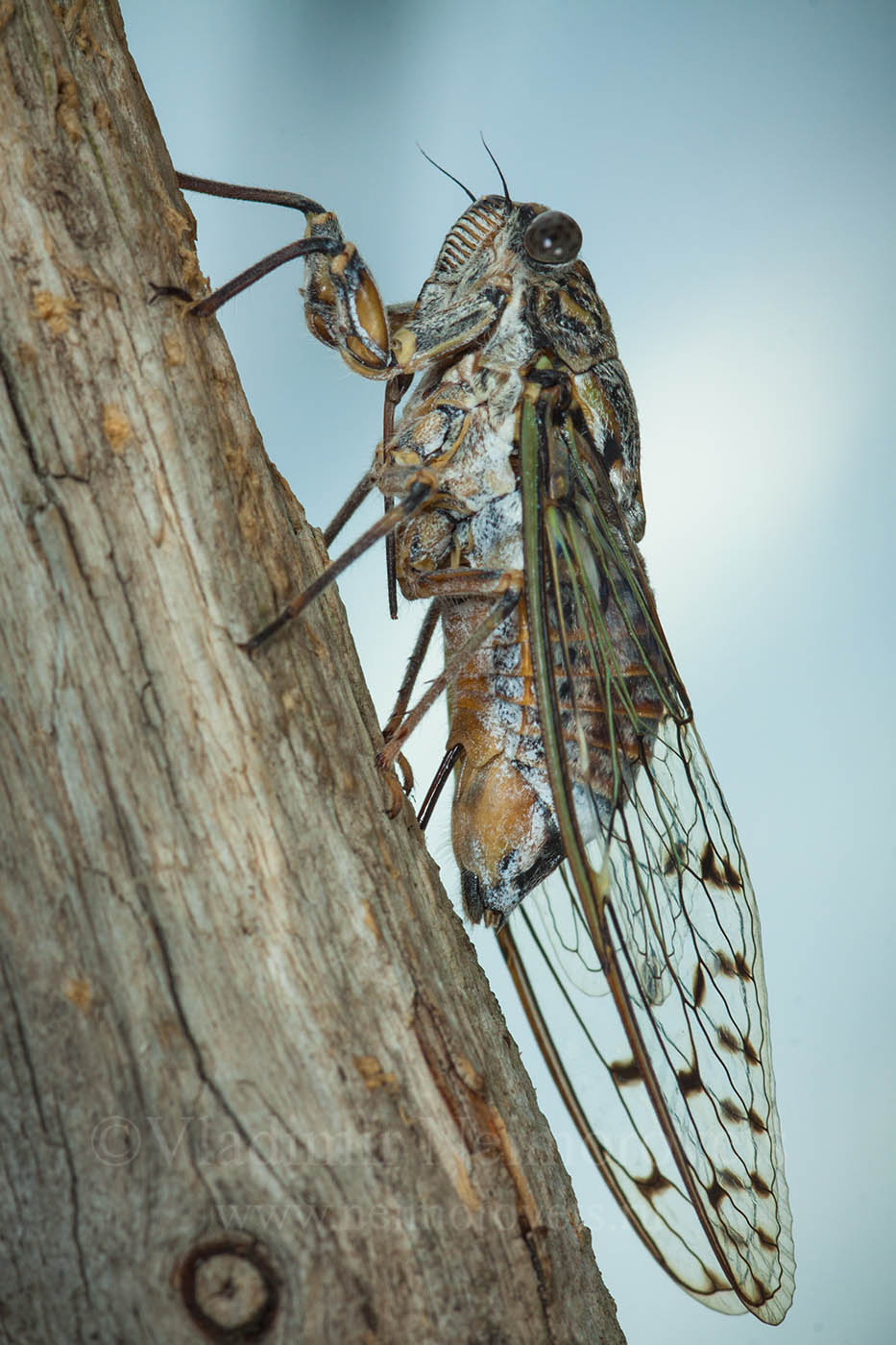 Как выглядит цикада на фото: подробное описание и фотографии