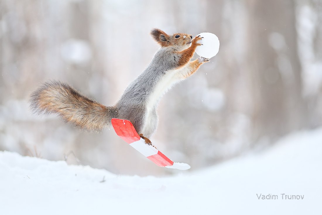 белка, сноуборд, снежок, squirrel, Вадим Трунов
