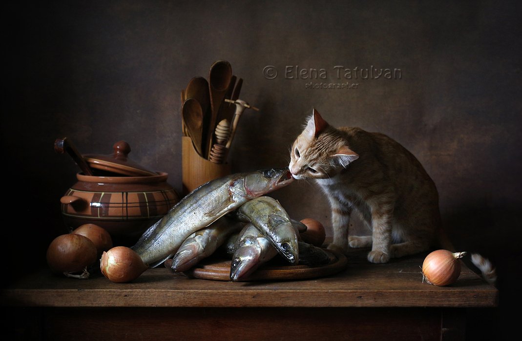 кот, рыба, кухня, Елена Татульян