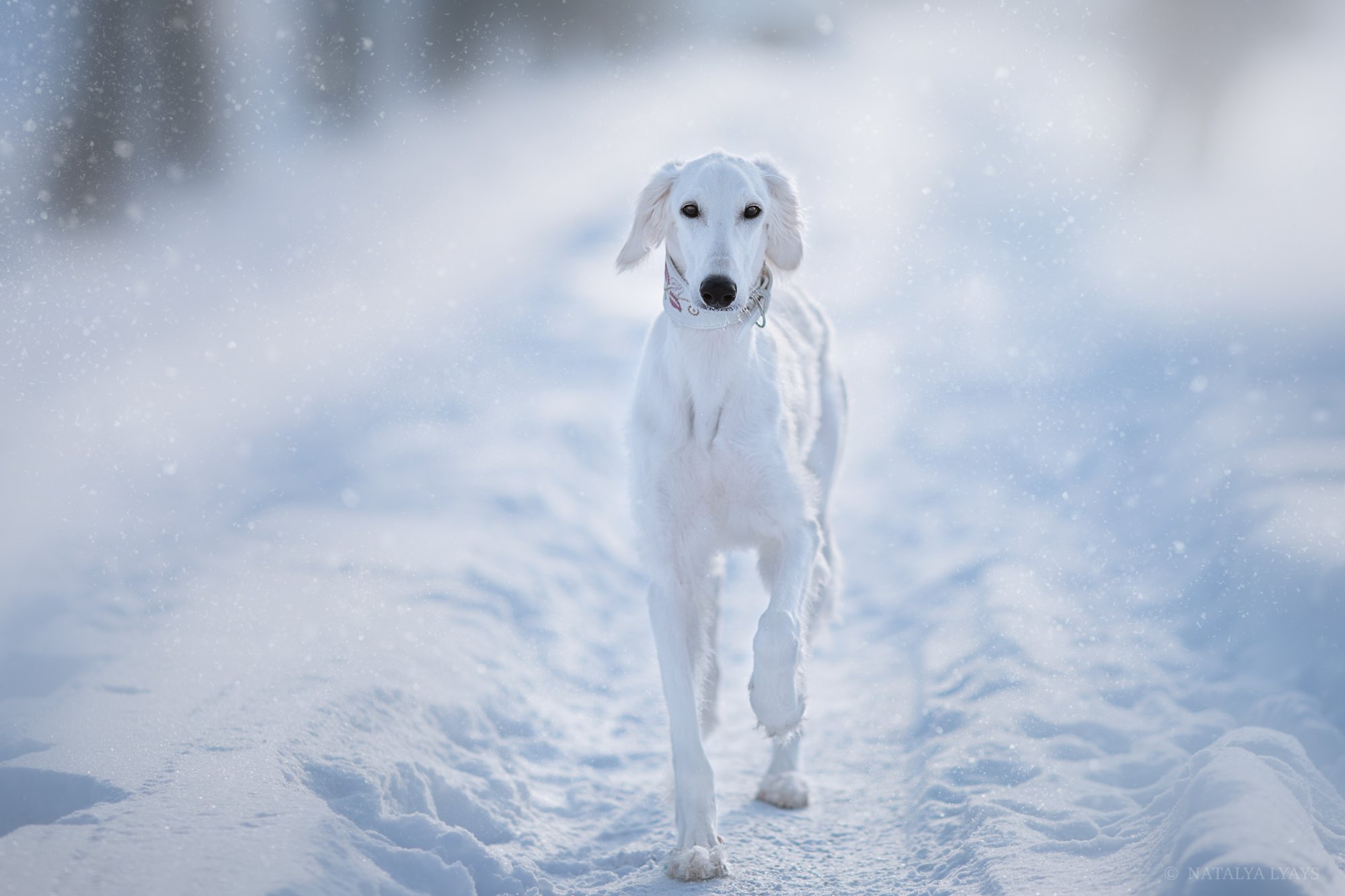 собака, животные, dog, animal, снег, зима, winter, snow, white, Наталья Ляйс