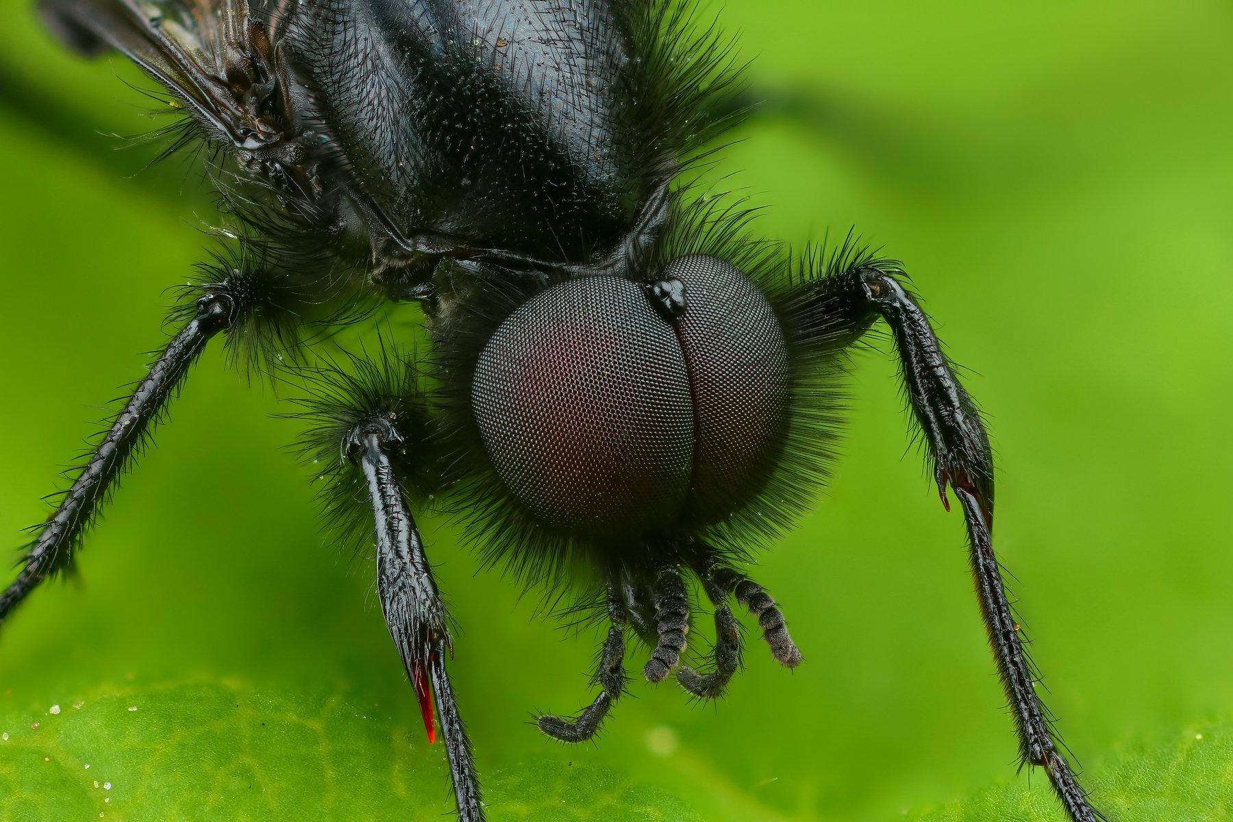 комар портрет макро природа цвет зеленый растение, Андрей Шаповалов