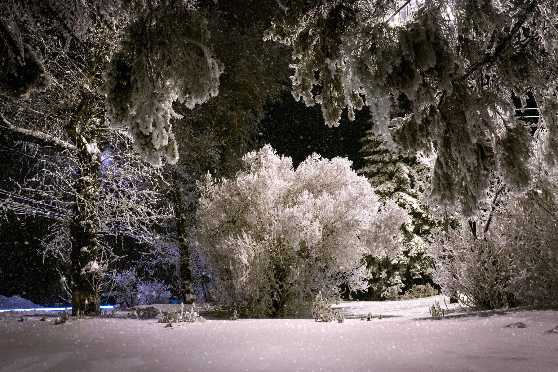 ночь, снег, дерево, Екатерина Назарова