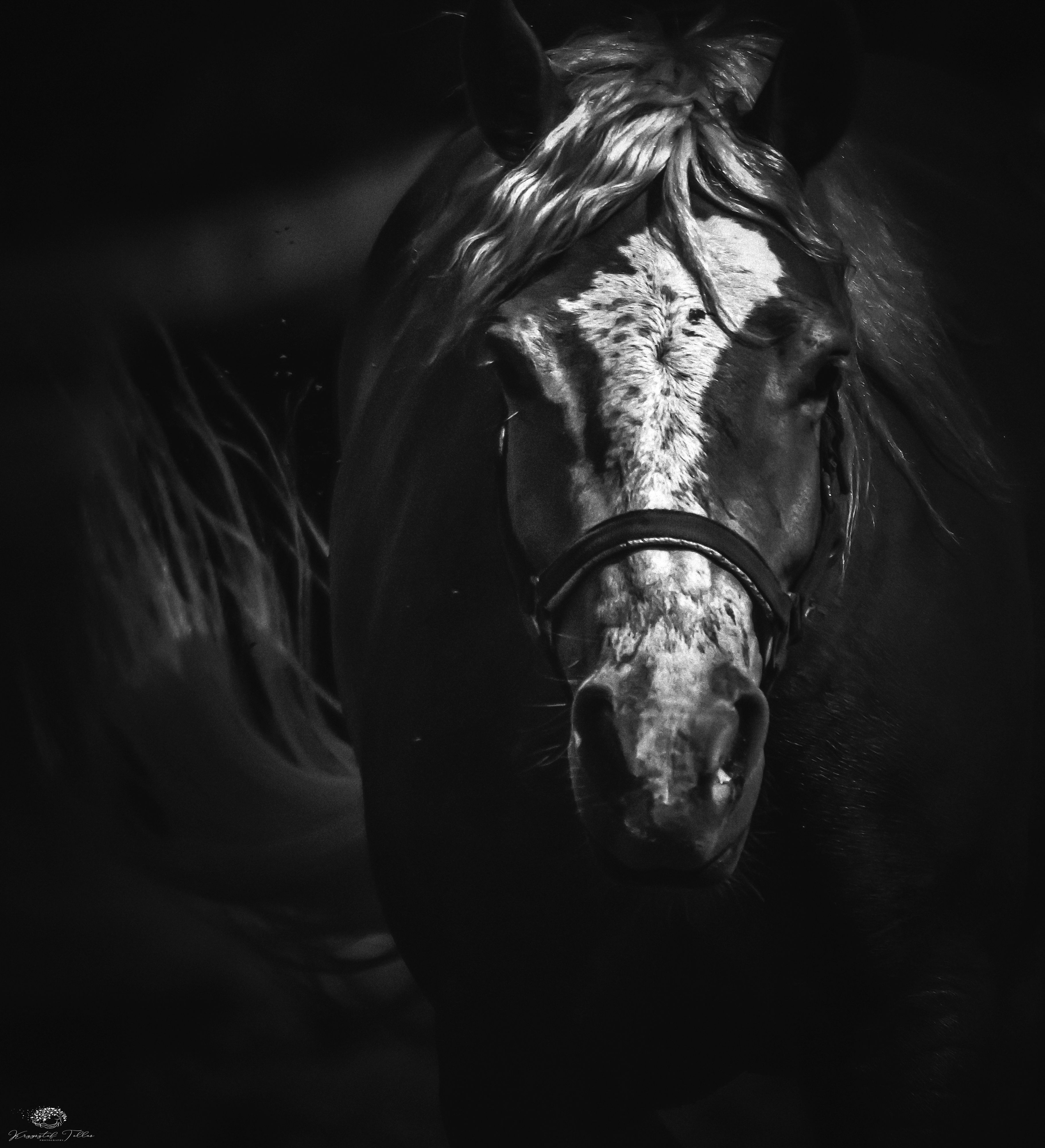 Horse, Nature, Nikon, Light, , Krzysztof Tollas