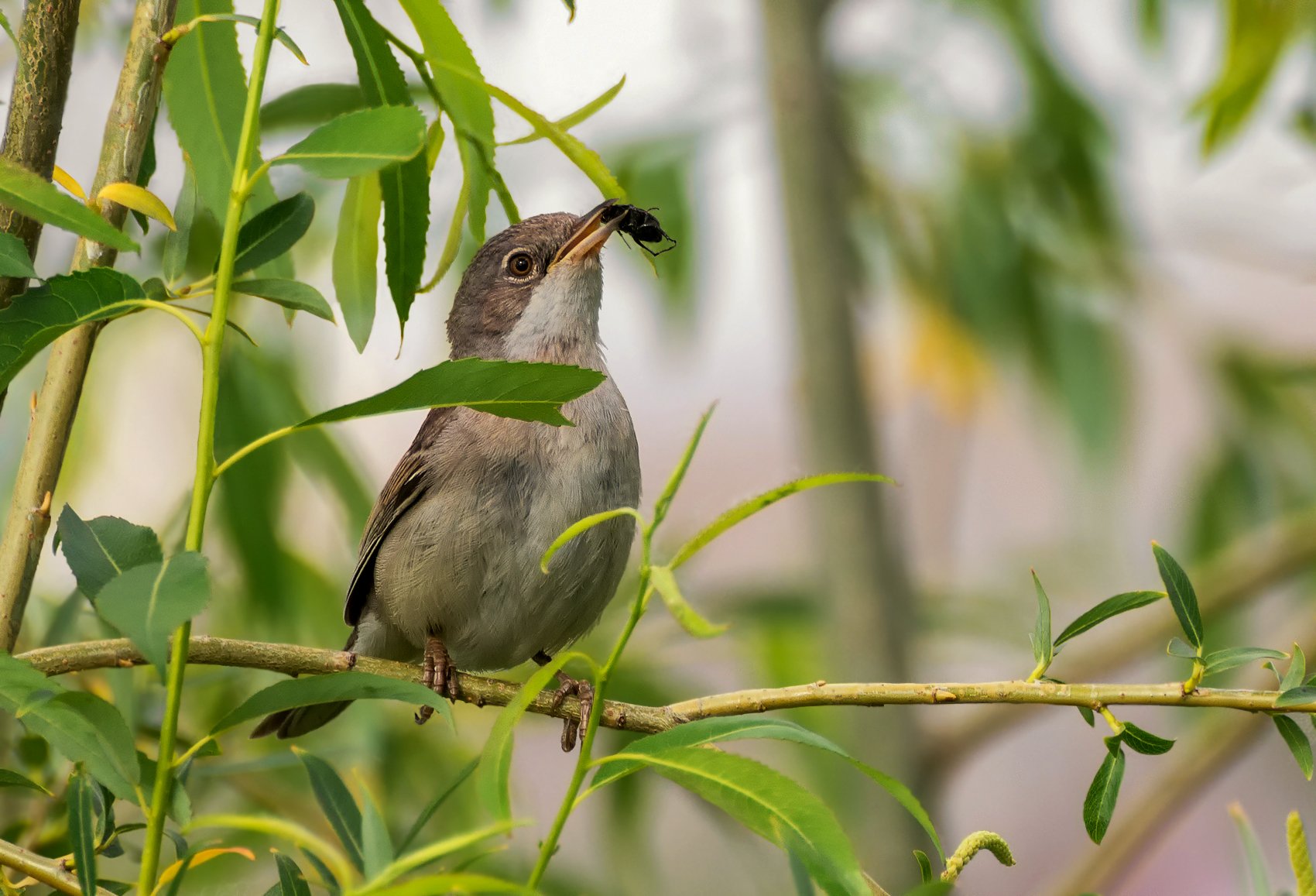 birds, птица, славка - мельничек,, Марина Мочалова