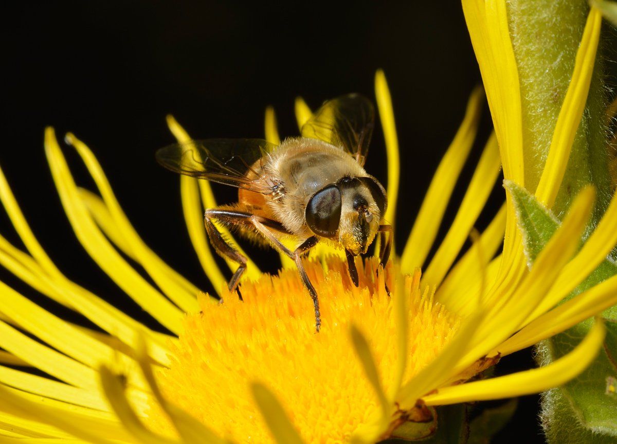 nikon, d7000, macro, kazakhstan, nature, fly, казахстан, природа, макро, муха, Эдуард Ким