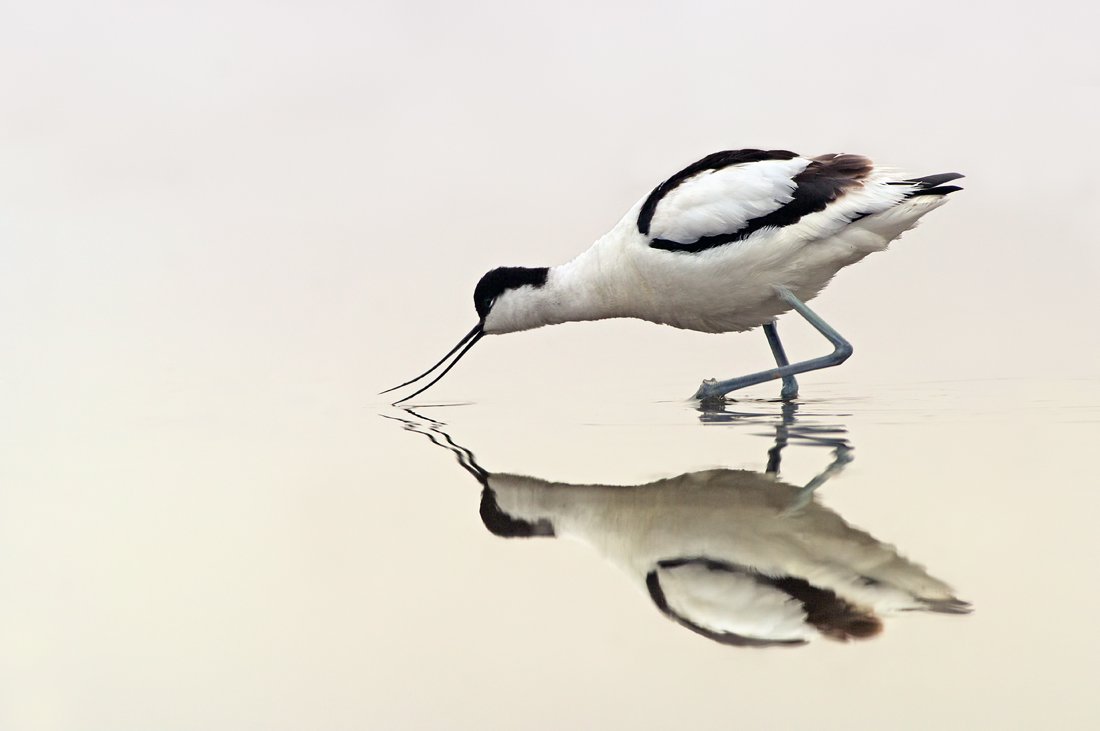 шилоклювка, recurvirostra avosetta, avocet, саблеклюн, Евгени Стефанов