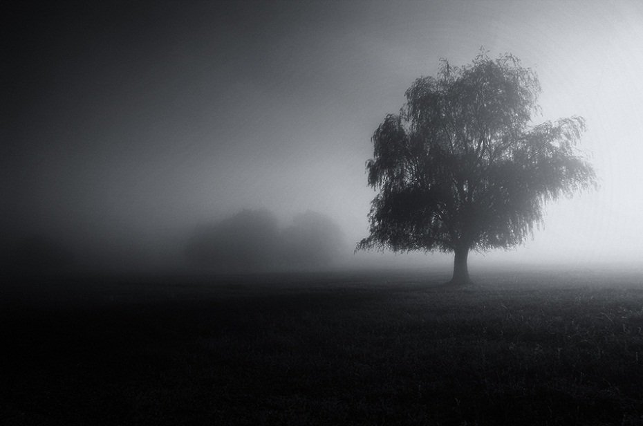 туман , дерево , поле , свет, Роман