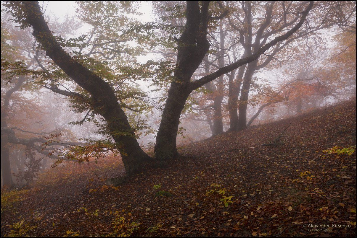 утро, туман, лес, буковый, демерджи, крым, Александр Киценко
