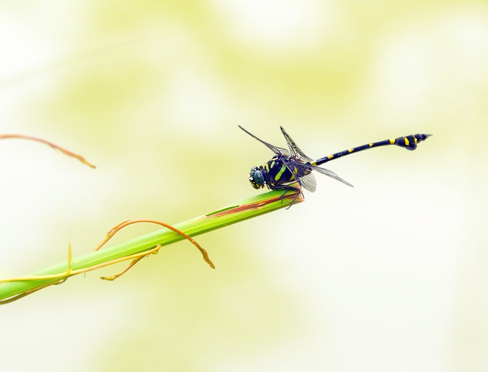 ictinogomphus decoratus melaenops (selys, 1854), macro, closeup, insect, dragonfly, стрекоза, макро, насекомые,, Alexey Gnilenkov