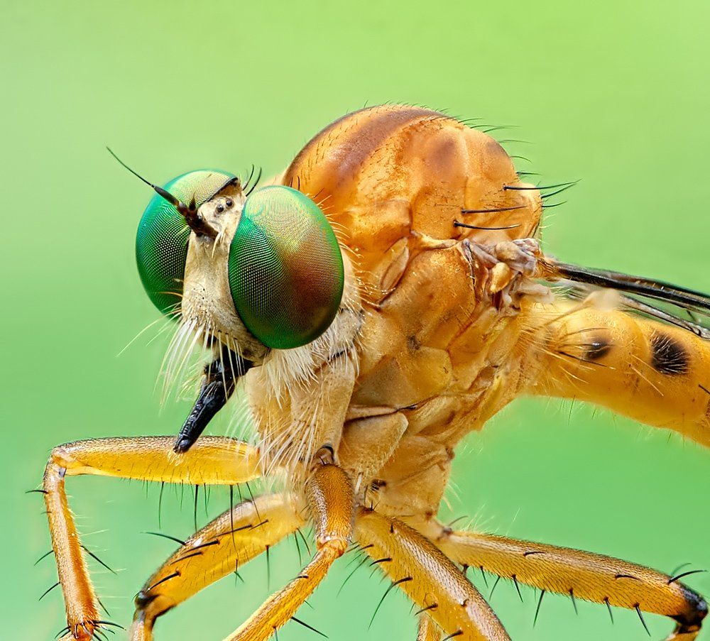 macro, closeup, insect, макро, насекомые,, Alexey Gnilenkov