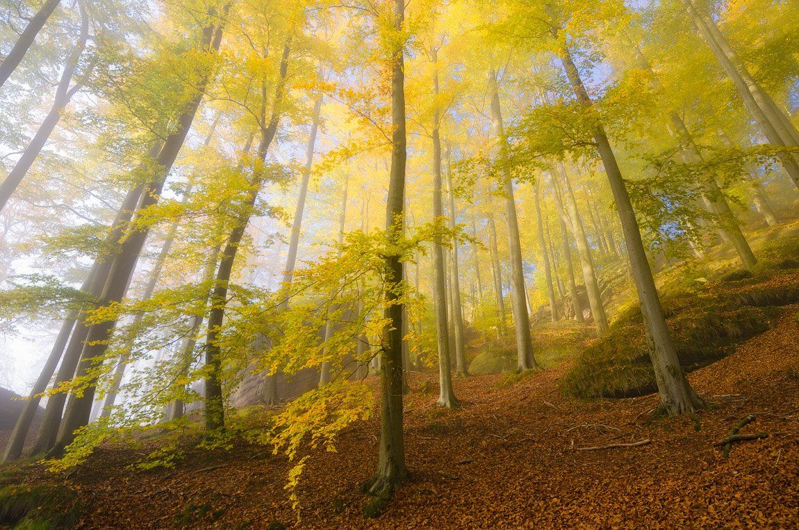 утро, осень, пейзаж, лес, туман, Дмитрий Бойко