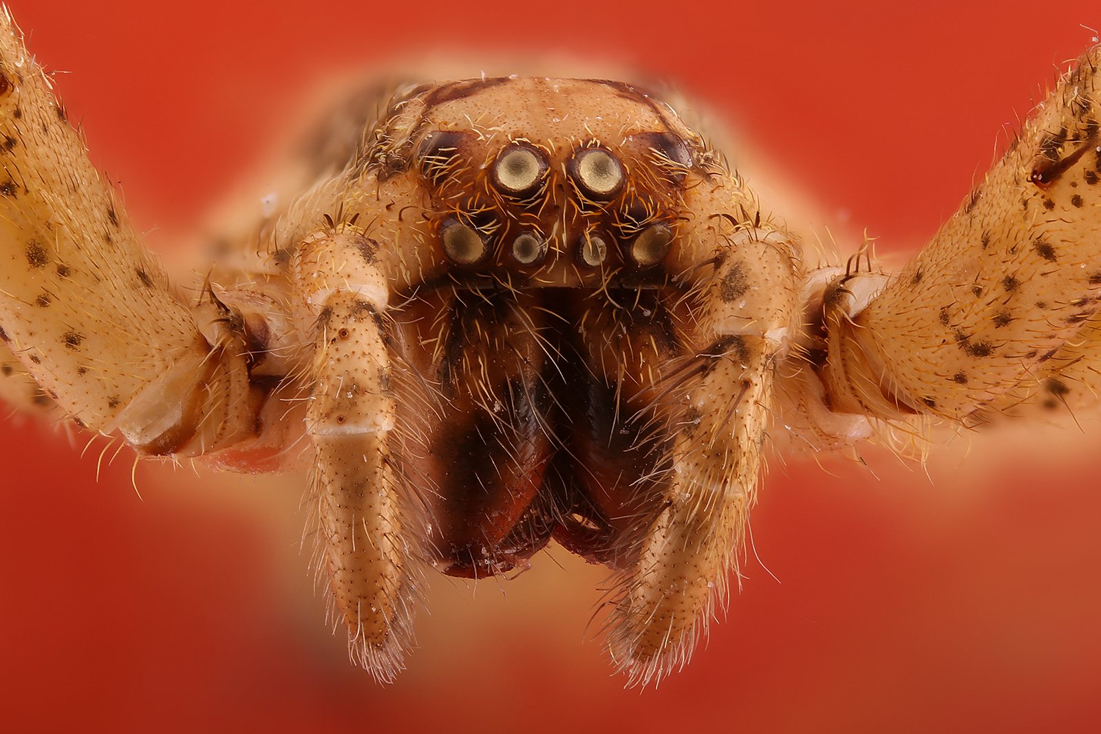 паук насекомое макро, Борис Фотомания
