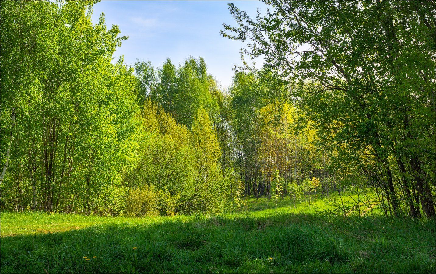 лес, весна, лес,, Сергей Шабуневич