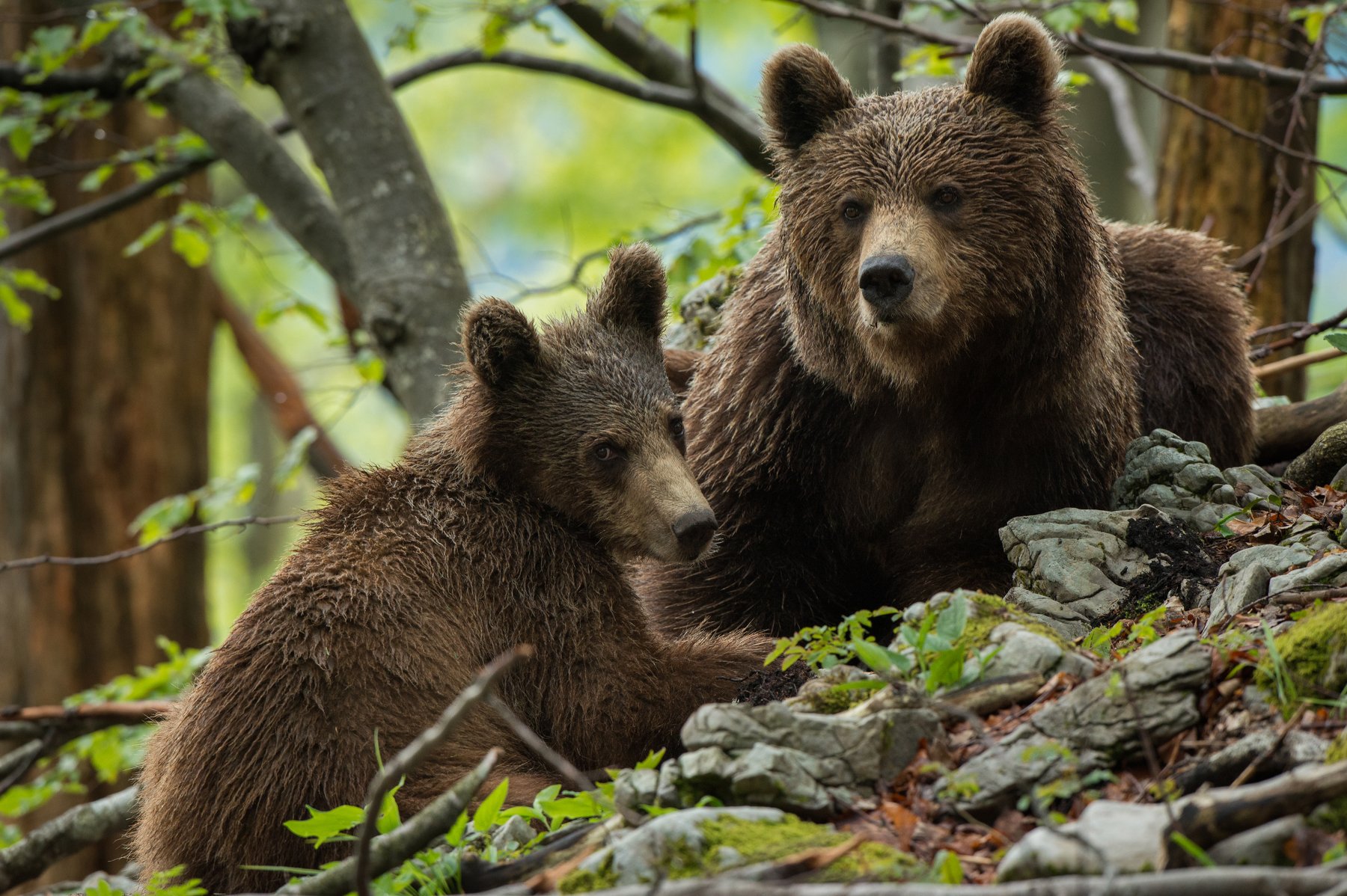 brown bear hide photography Slovenia, Miha Mlakar