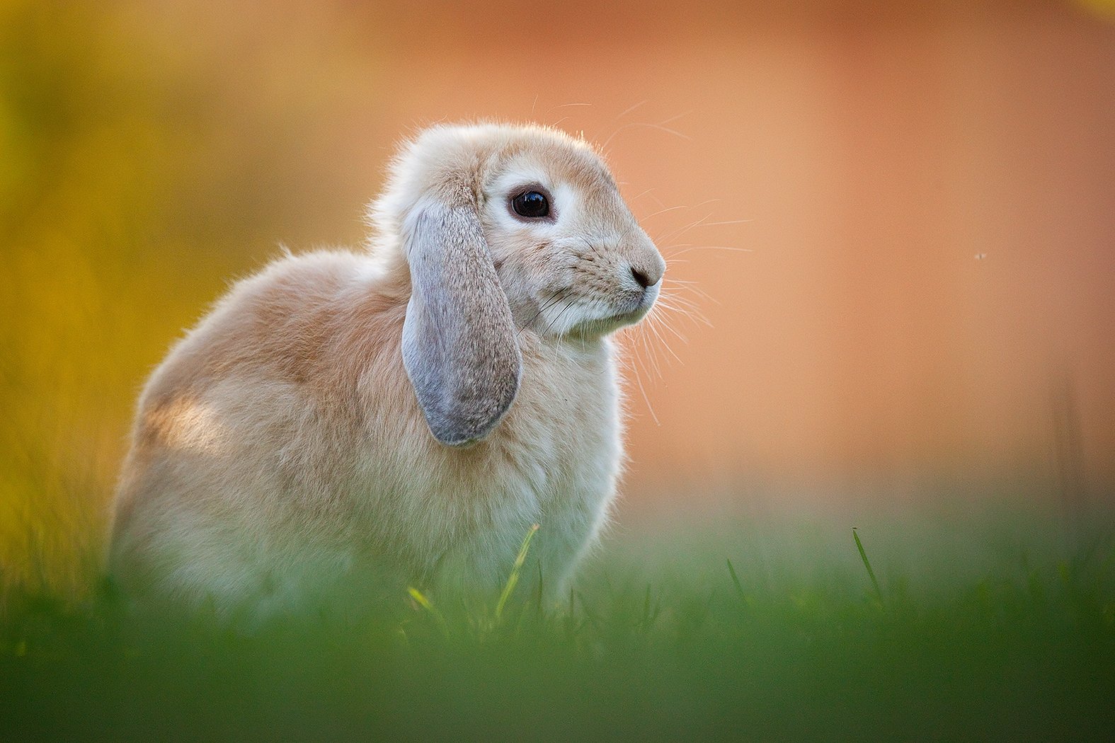 , Robert Adamec