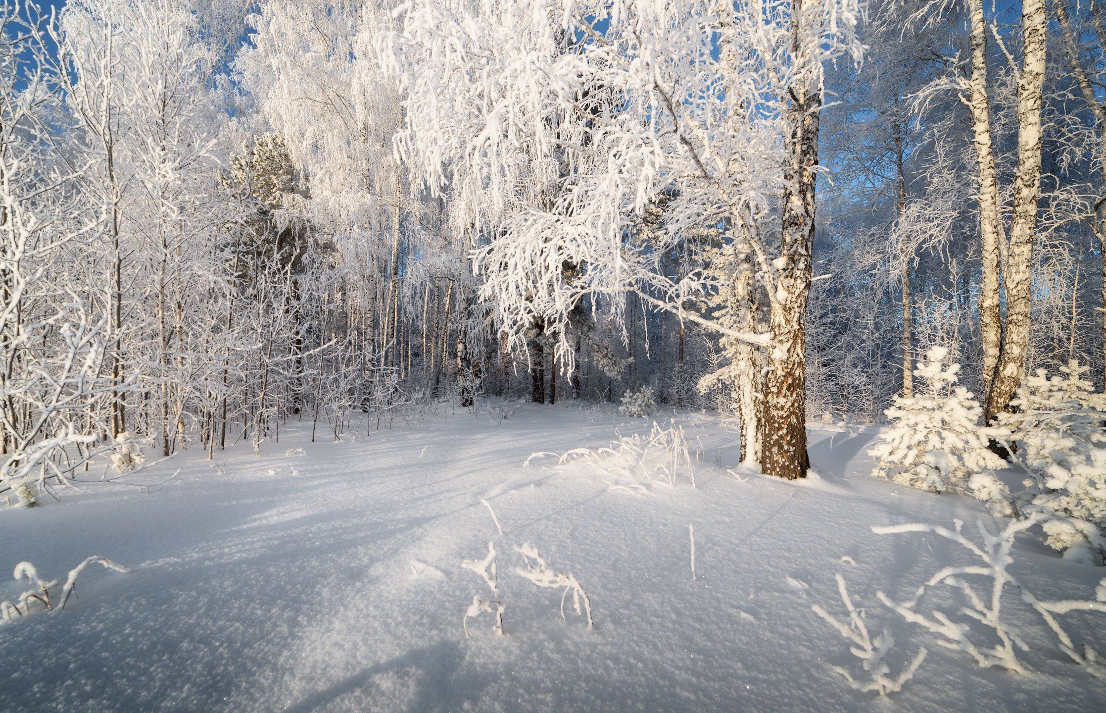 январь, лес, снег, мороз, иней,  Гобова Наталья